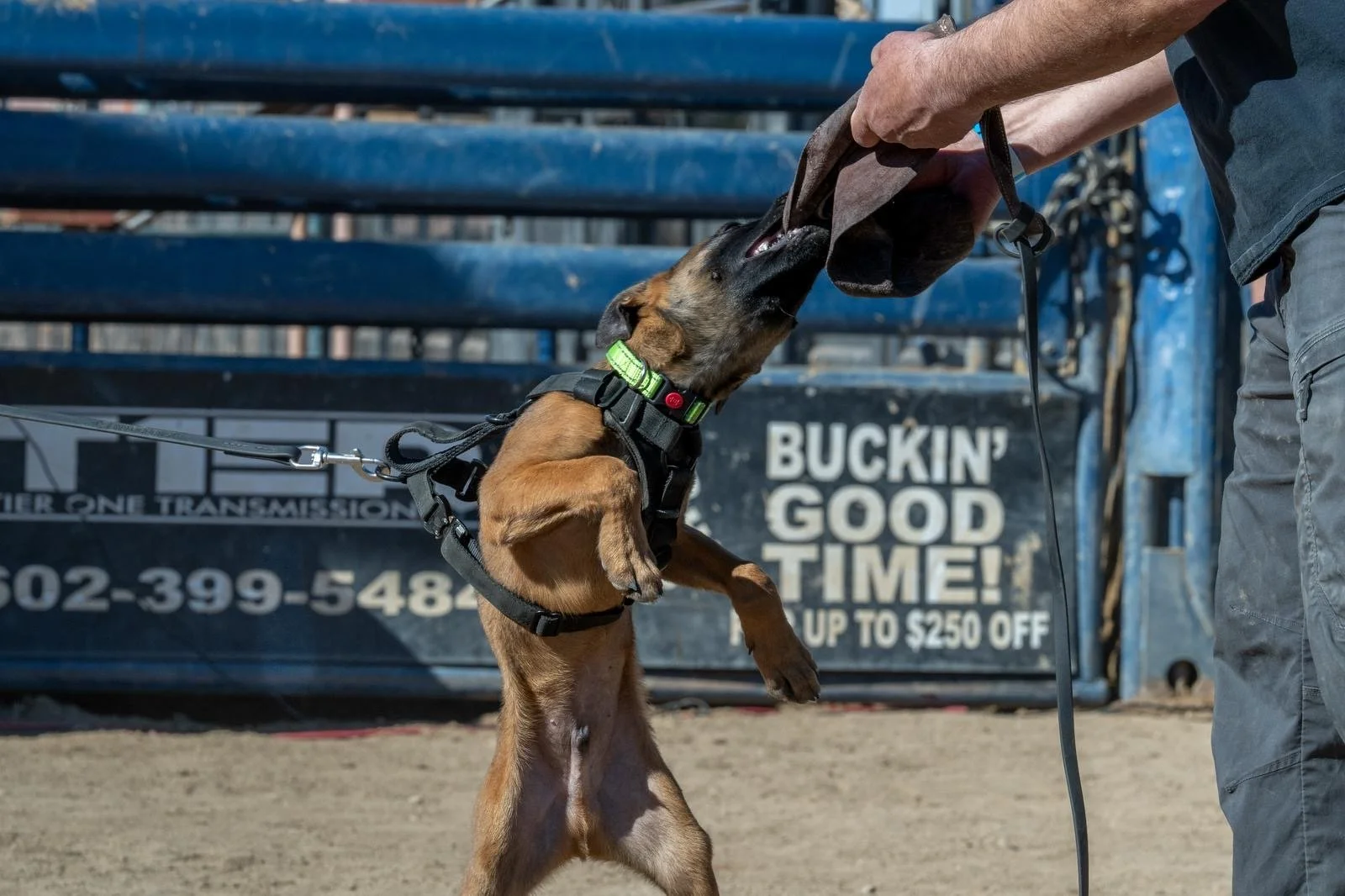 A dog jumping up to bite a person's hand during an interaction outdoors, with a blue truck and a sign in the background.
