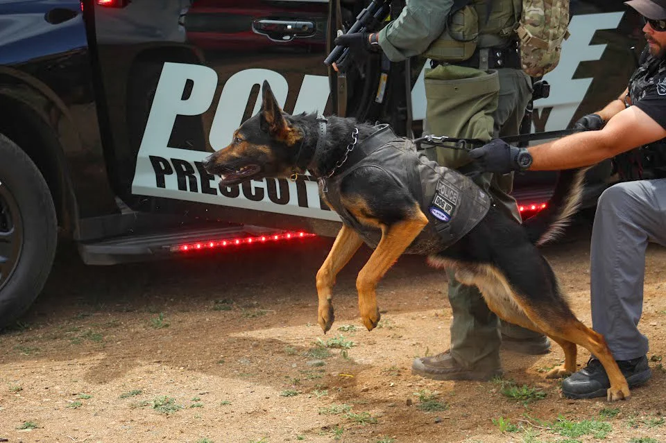A police dog in a vest is being pulled by a handler during a training exercise in front of a police vehicle with 'POLICE PROSECUTION' written on the side.
