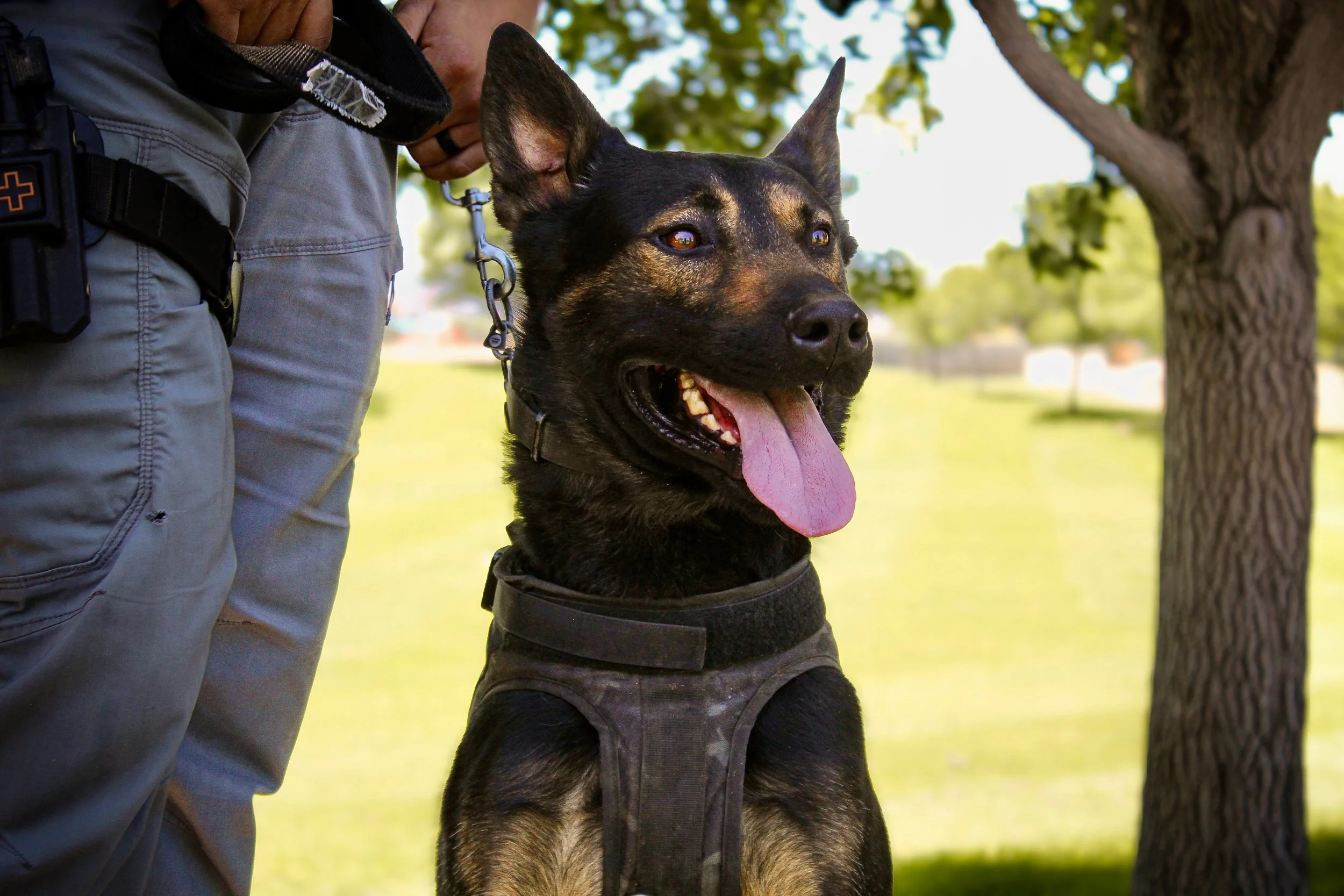 A police officer in uniform standing next to a German Shepherd service dog in a park with trees in the background. The dog has its tongue out and is wearing a harness.