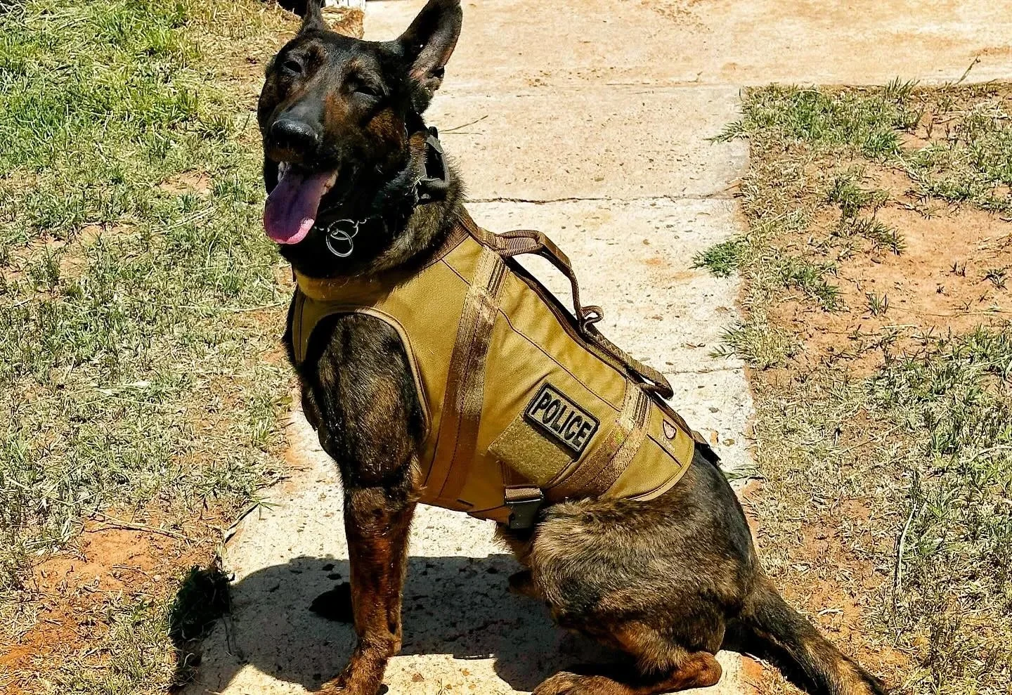 A police dog sitting on a sidewalk with a police vest on, panting with tongue out and eyes closed.