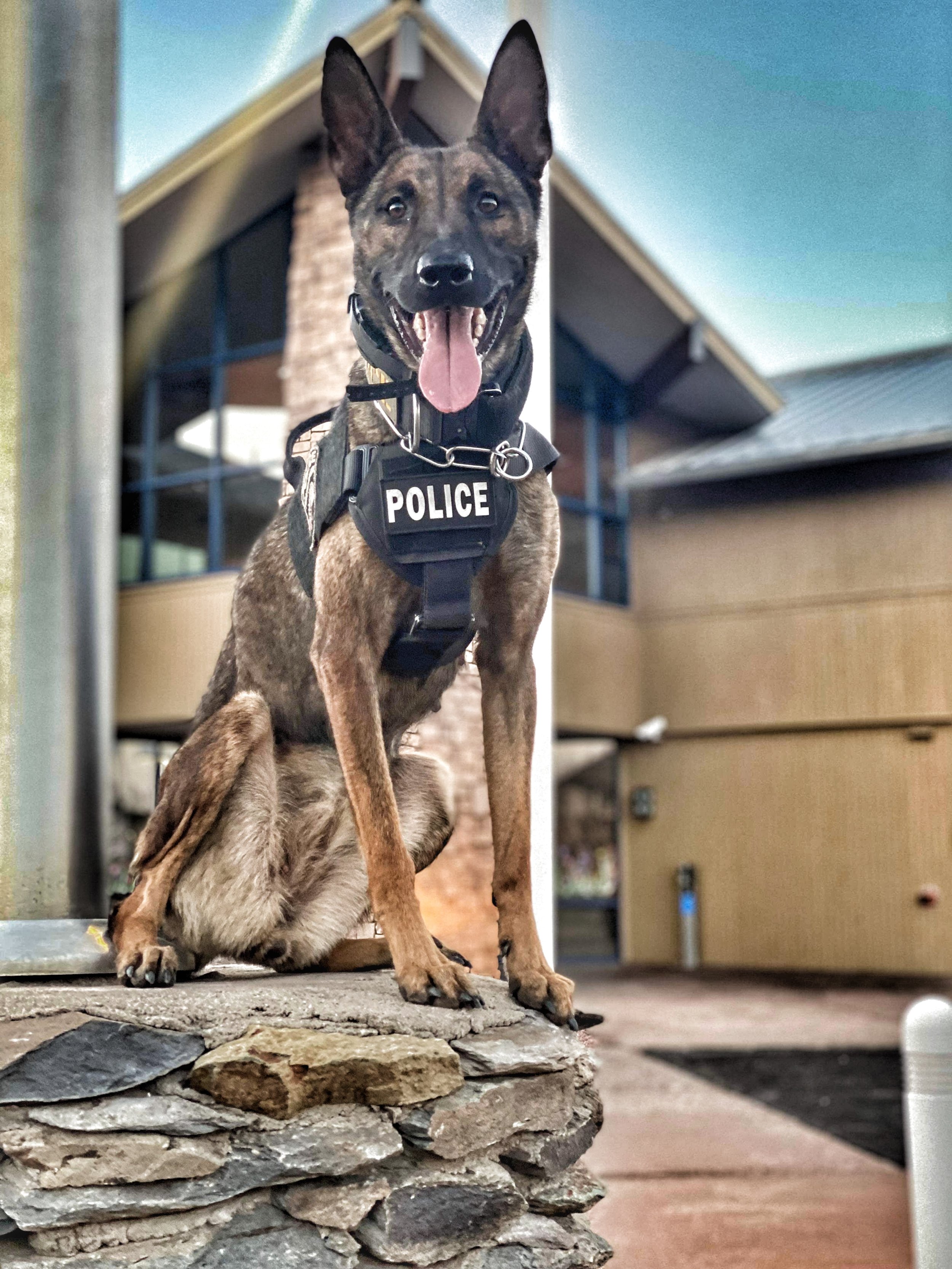 A police dog with a coat labeled 'POLICE' standing on a rock platform indoors, with a building and furniture in the background.
