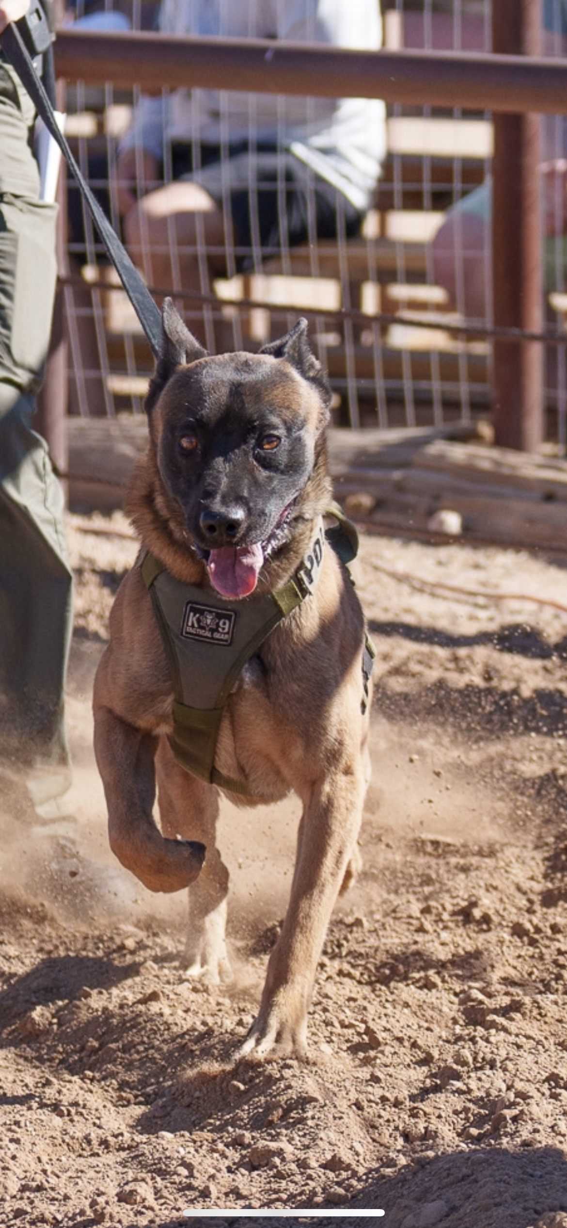 K-9 police dog running on dirt, wearing police harness, with handler partially visible on the left, in what appears to be a training or operational setting.