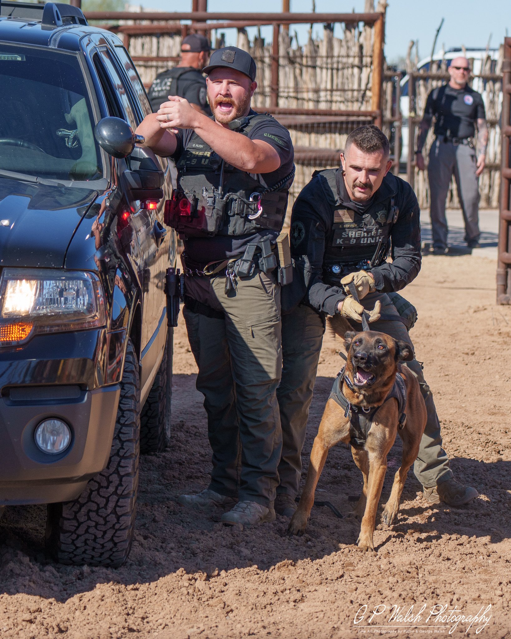 Several sheriff deputies, wearing black uniforms with tactical gear, are working with a police dog. The dog is a large, brown and black Belgian Malinois or similar breed, wearing a harness. They are on a dirt or gravel surface near a black SUV, with 