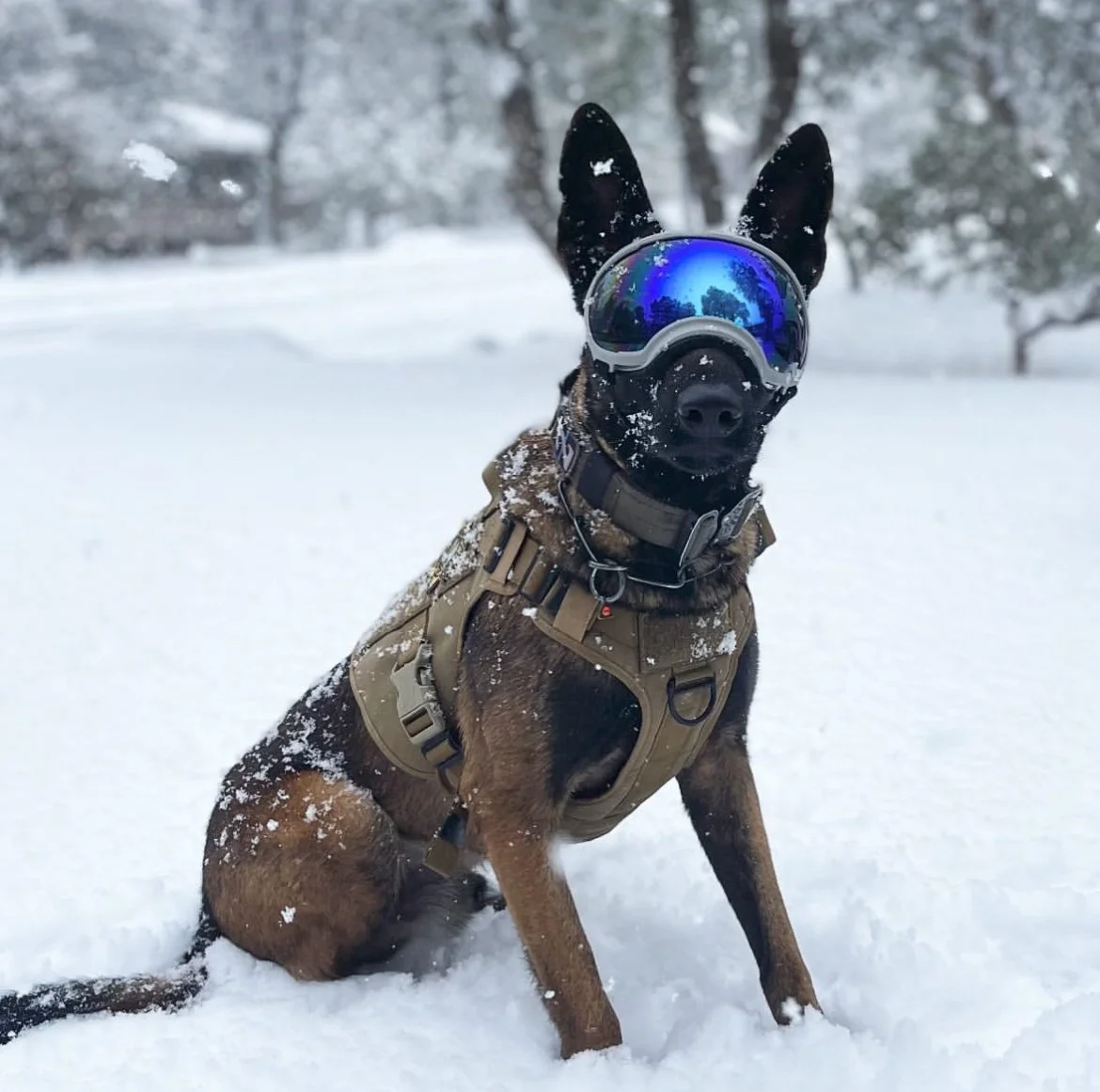 A dog wearing ski goggles and a tactical vest in a snowy landscape.