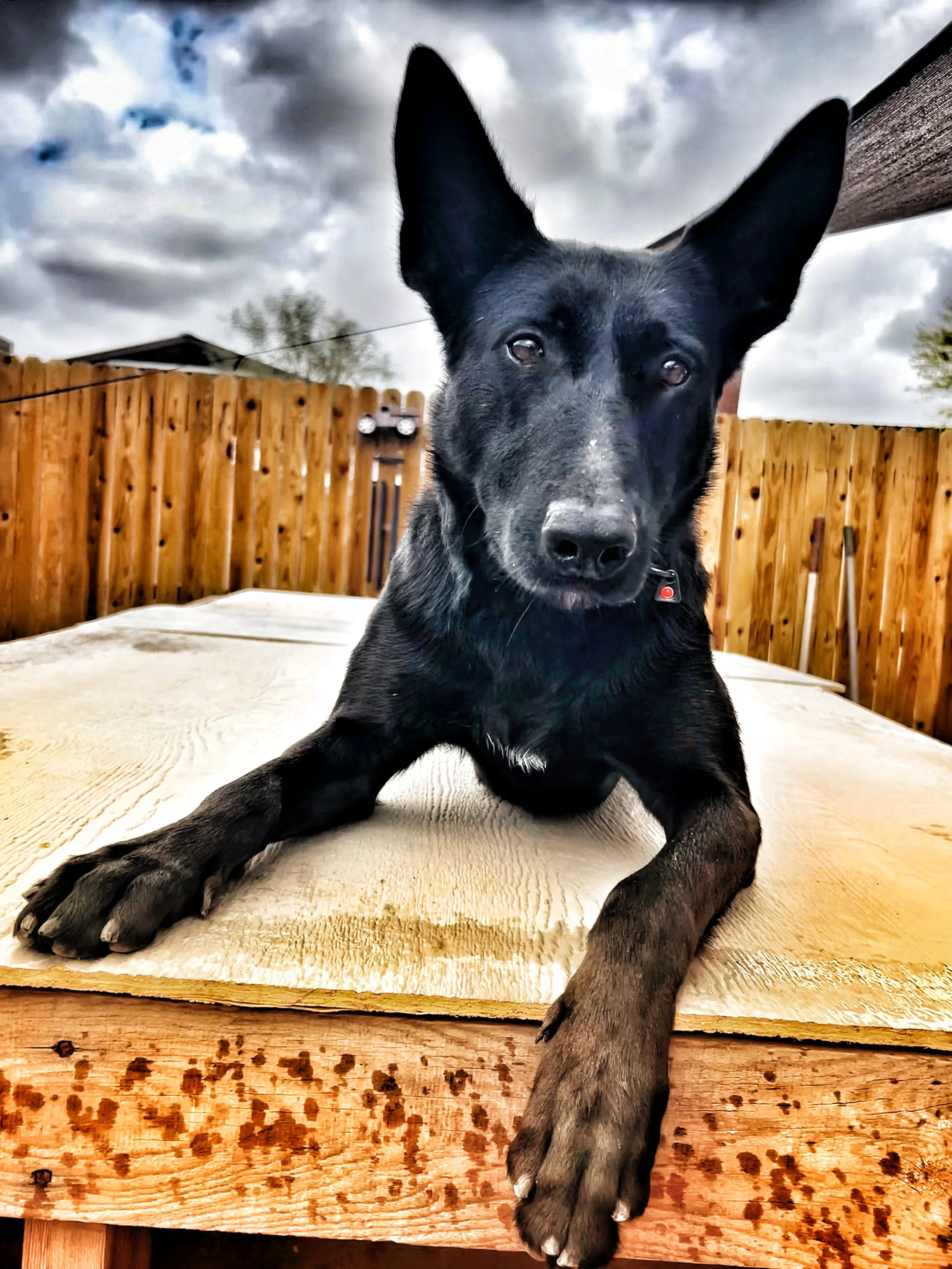 Close-up of a black dog, possibly a Kelpie or Australian Shepherd mix, lying on a wooden surface outdoors. The sky is cloudy, and wooden fencing surrounds the area.
