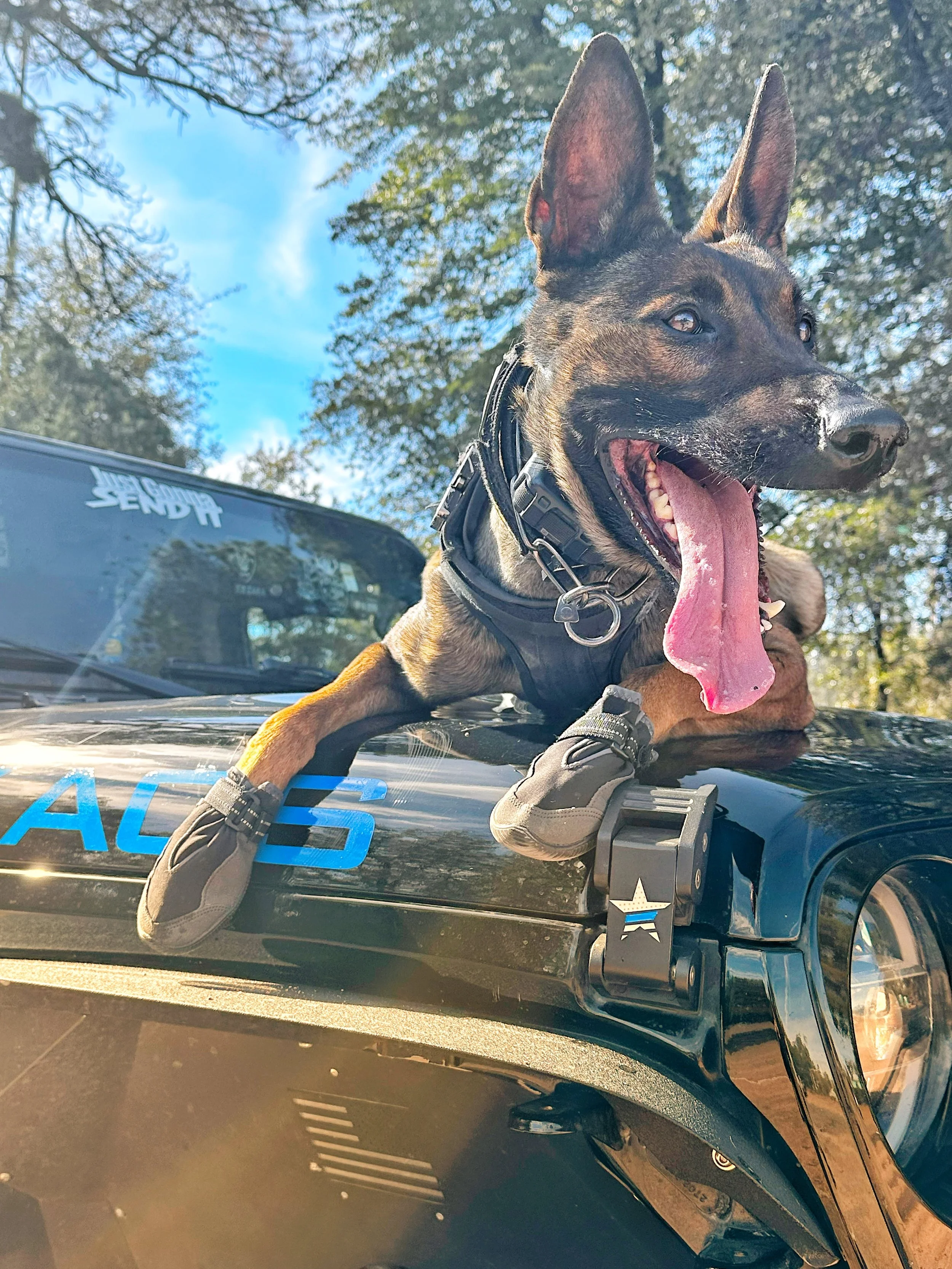 A Belgian Malinois police dog with a black and tan coat, wearing a harness, is lying on top of a police vehicle with blue and white markings. The dog has its tongue hanging out and appears happy. The background features a clear blue sky and trees.