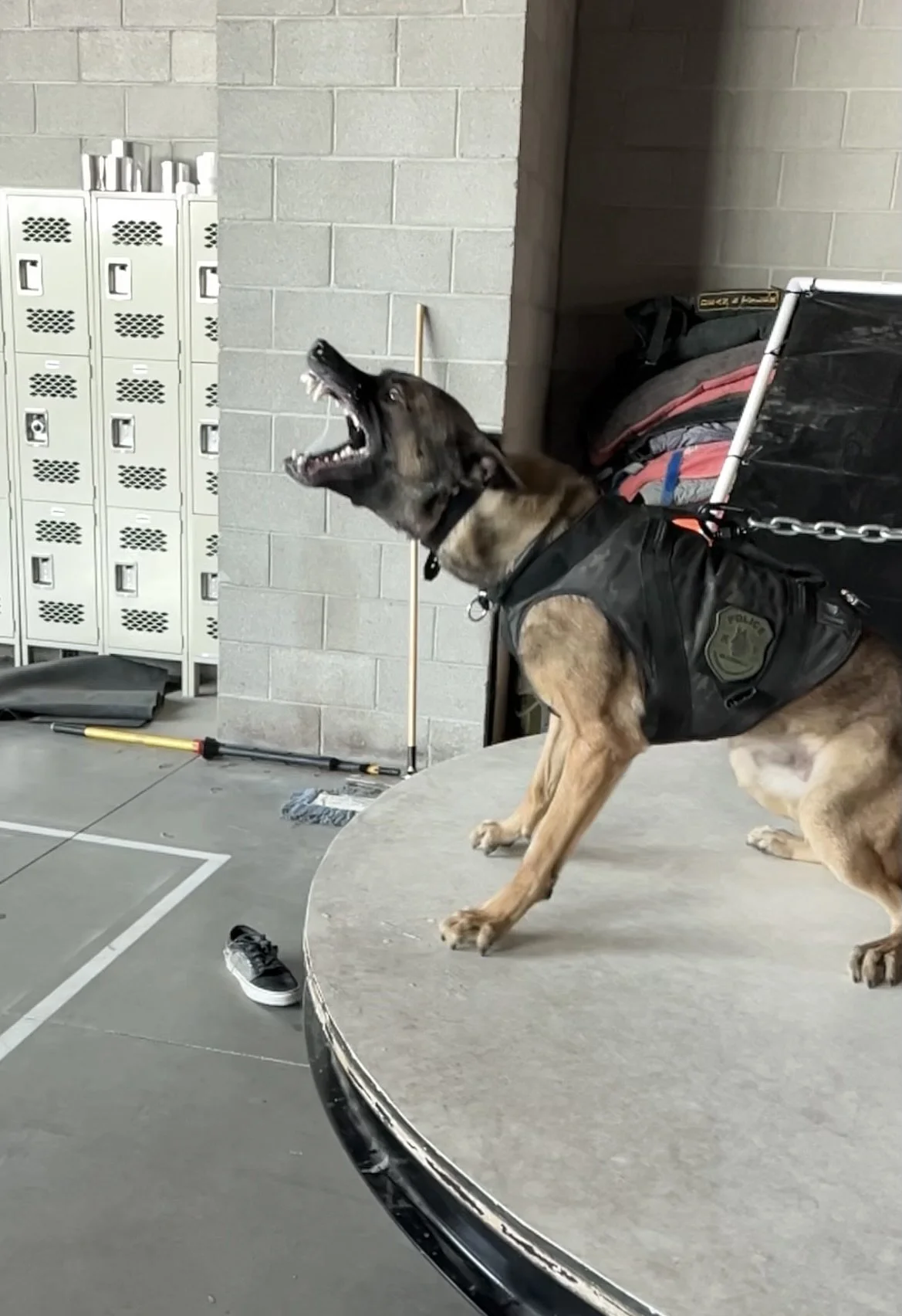 A police dog wearing a vest stands alert on a table in a gymnasium or school setting, with lockers and gym equipment in the background.