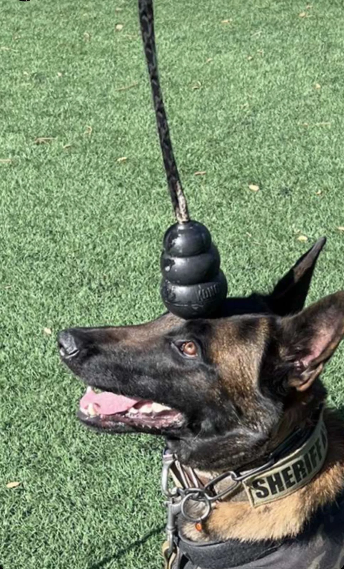 A police dog lying on a grassy field with a black and textured stick balanced on its head, in front of a green background.