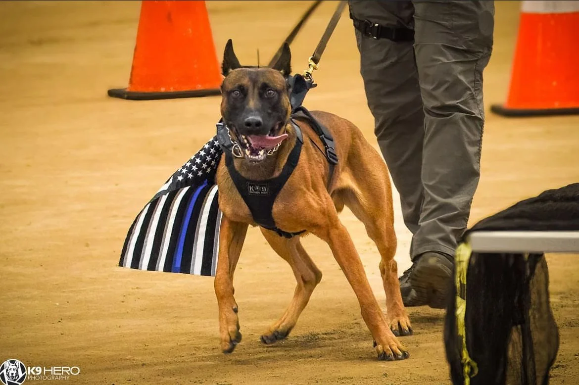 An alert Belgian Malinois police dog wearing a vest and a star-spangled cape, accompanied by a handler, walking on a dirt floor with orange traffic cones in the background.