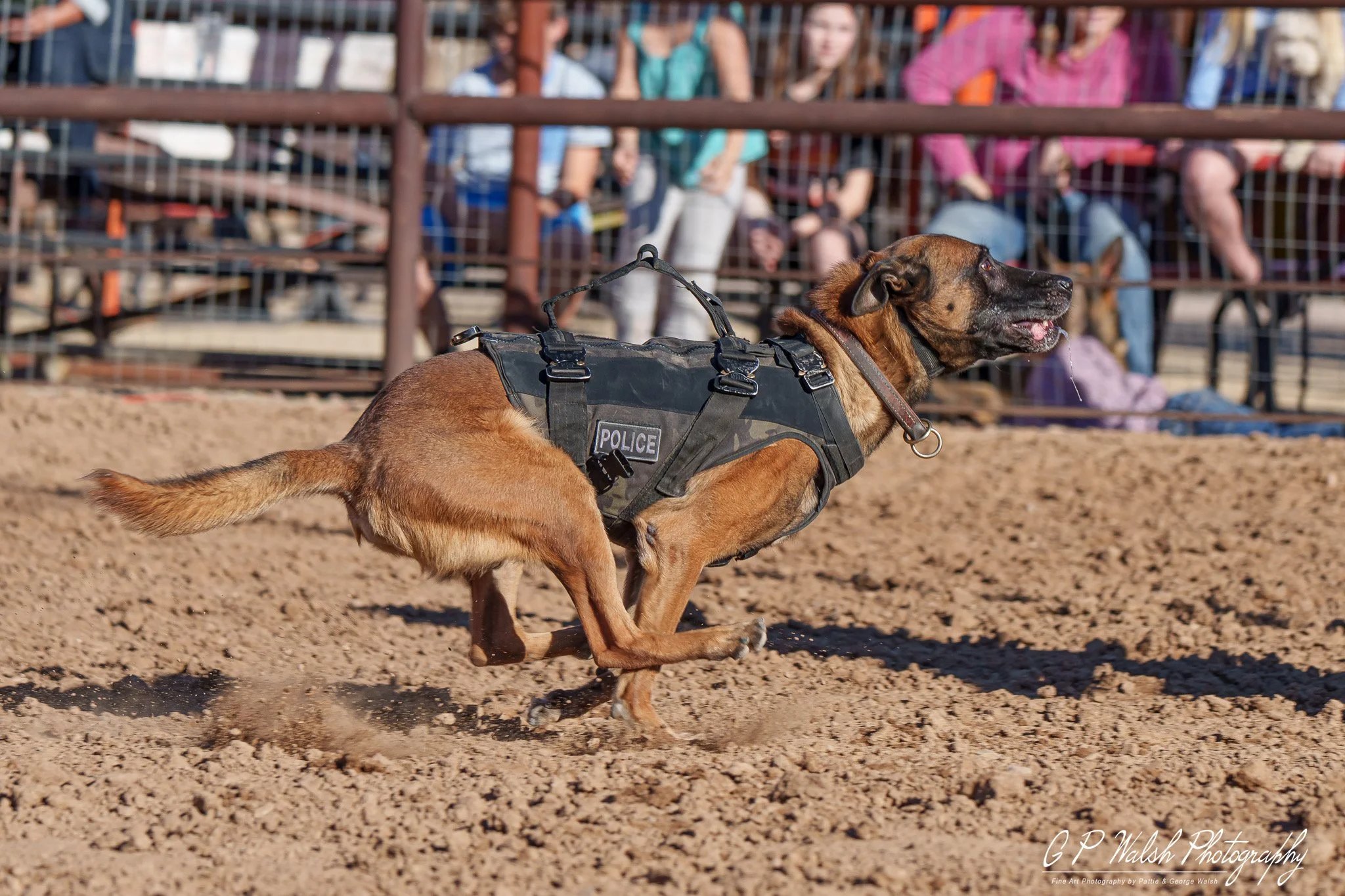 A police dog running on a dirt track during a public event, with spectators watching behind a fence in the background.