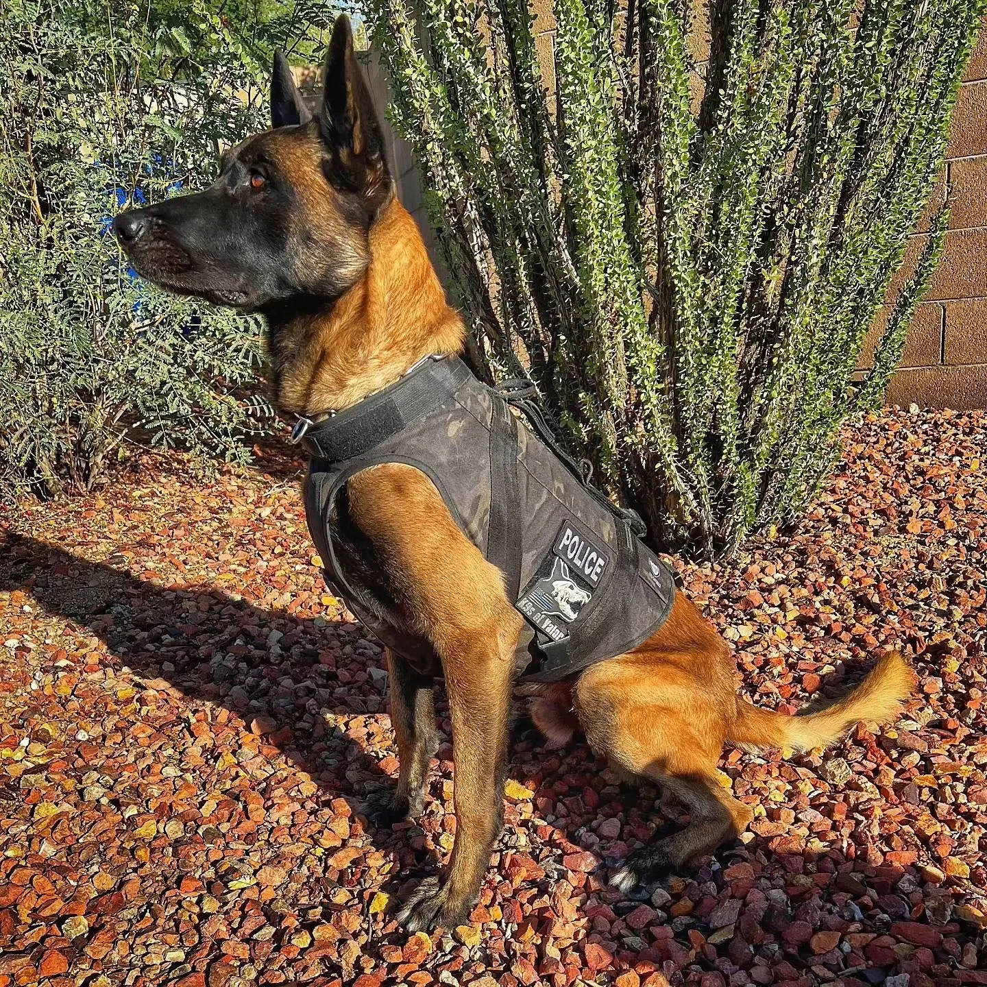 A police dog with a brown and black coat sitting on gravel, wearing a tactical vest with police patch, in a desert garden with green cactus and bushes in the background.
