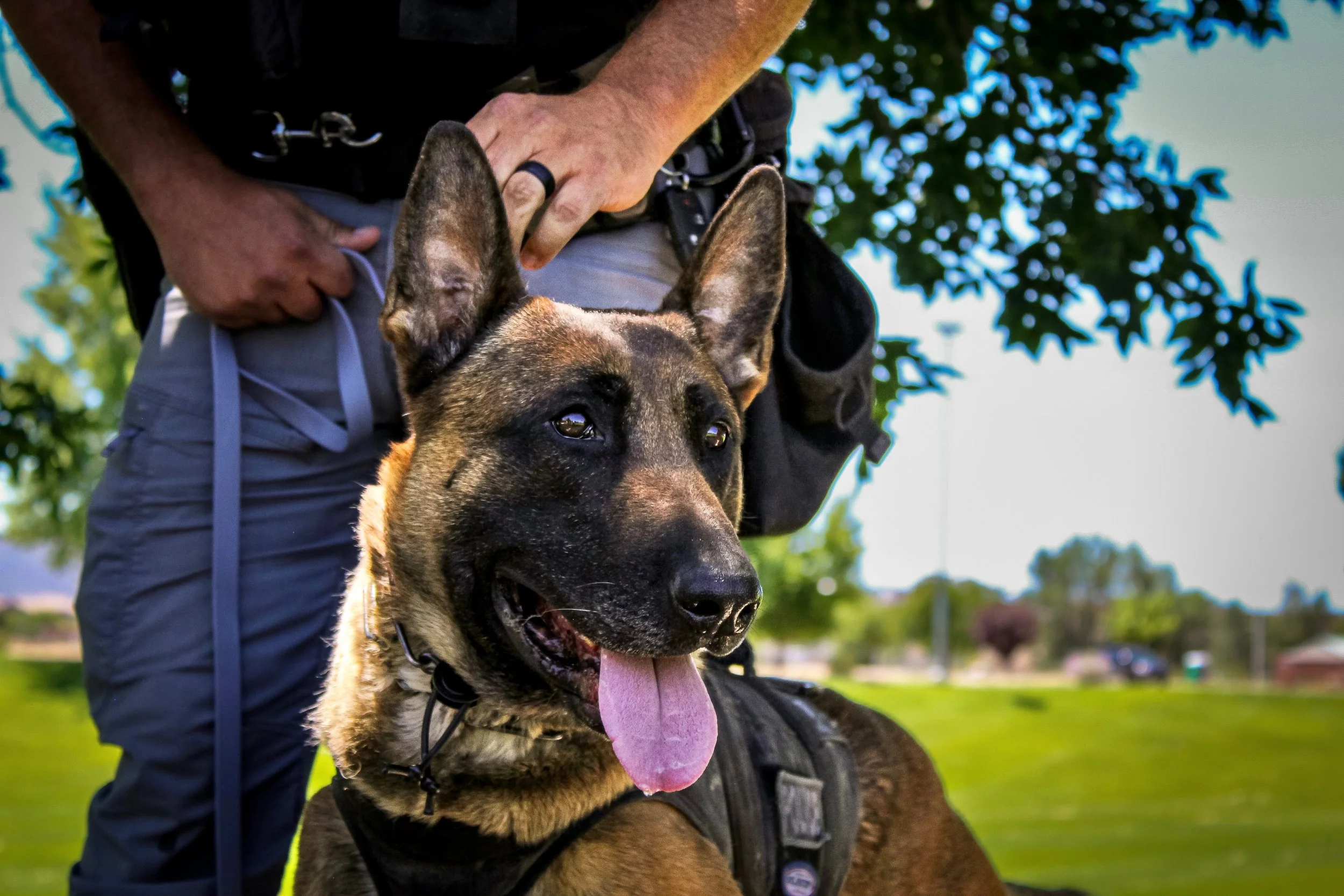 A German Shepherd dog sitting outdoors with a dog handler. The dog is looking to the side with its tongue out, and the handler's hand is resting on the dog's head.