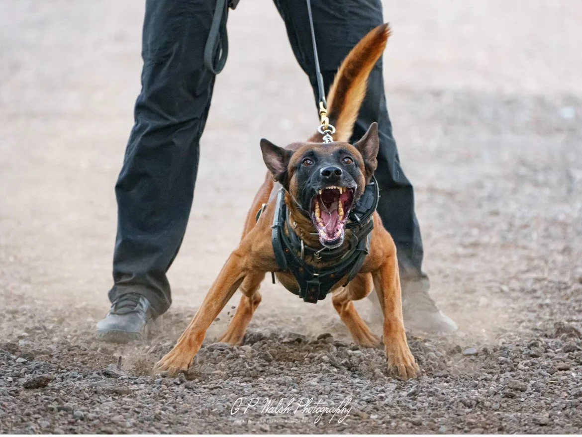 A Belgian Malinois police dog wearing a harness, biting a person's leg, as the handler stands behind.