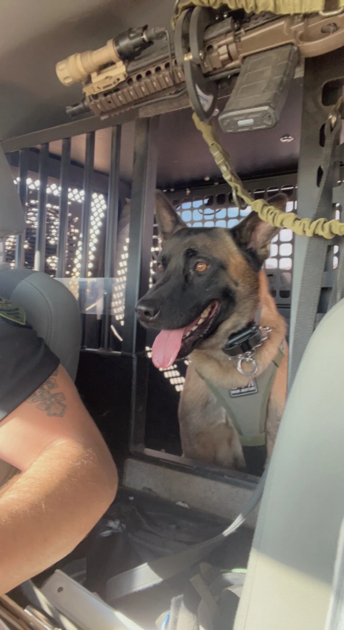 A military working dog sitting inside a transport vehicle, wearing a harness, with a tan tactical vest, surrounded by metal bars and equipment.