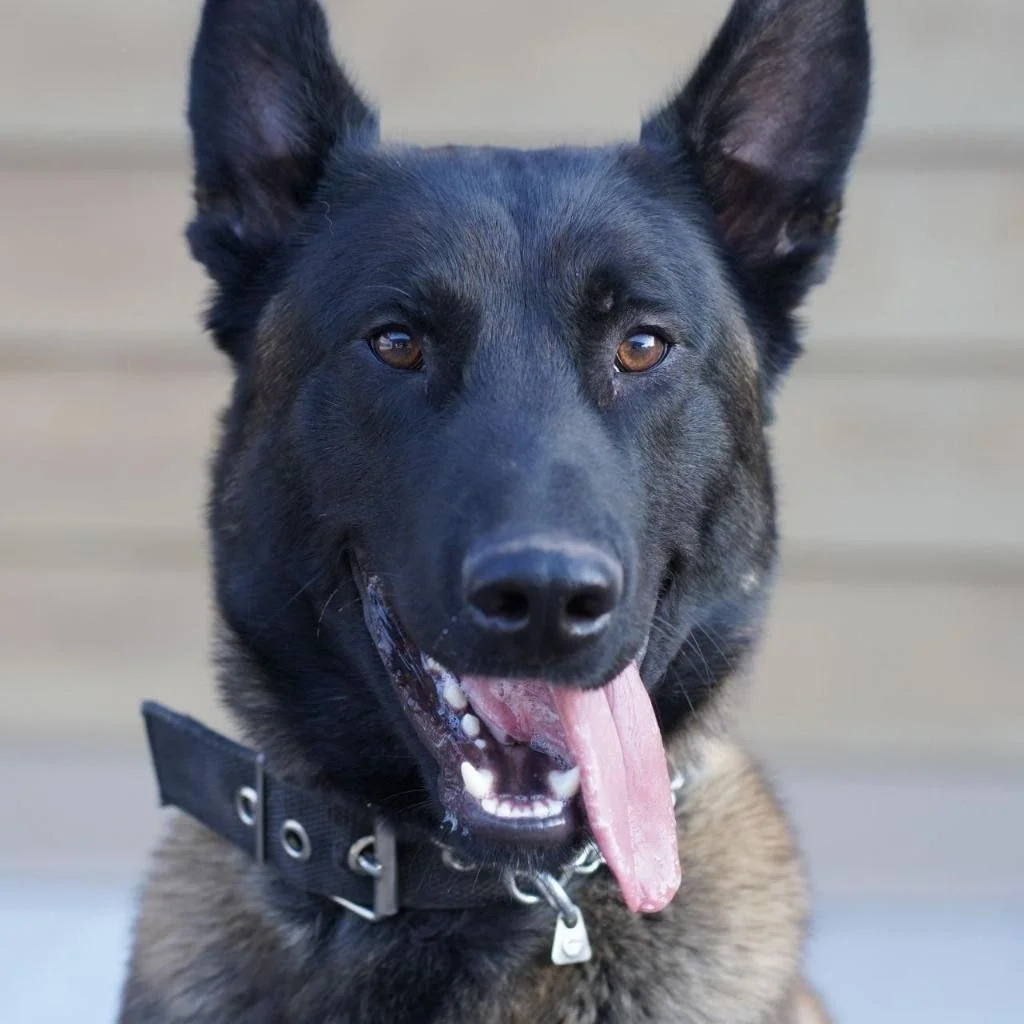 Close-up of a black and brown Dutch Shepherd dog with its tongue hanging out, wearing a black collar with silver hardware, standing in front of a beige background.