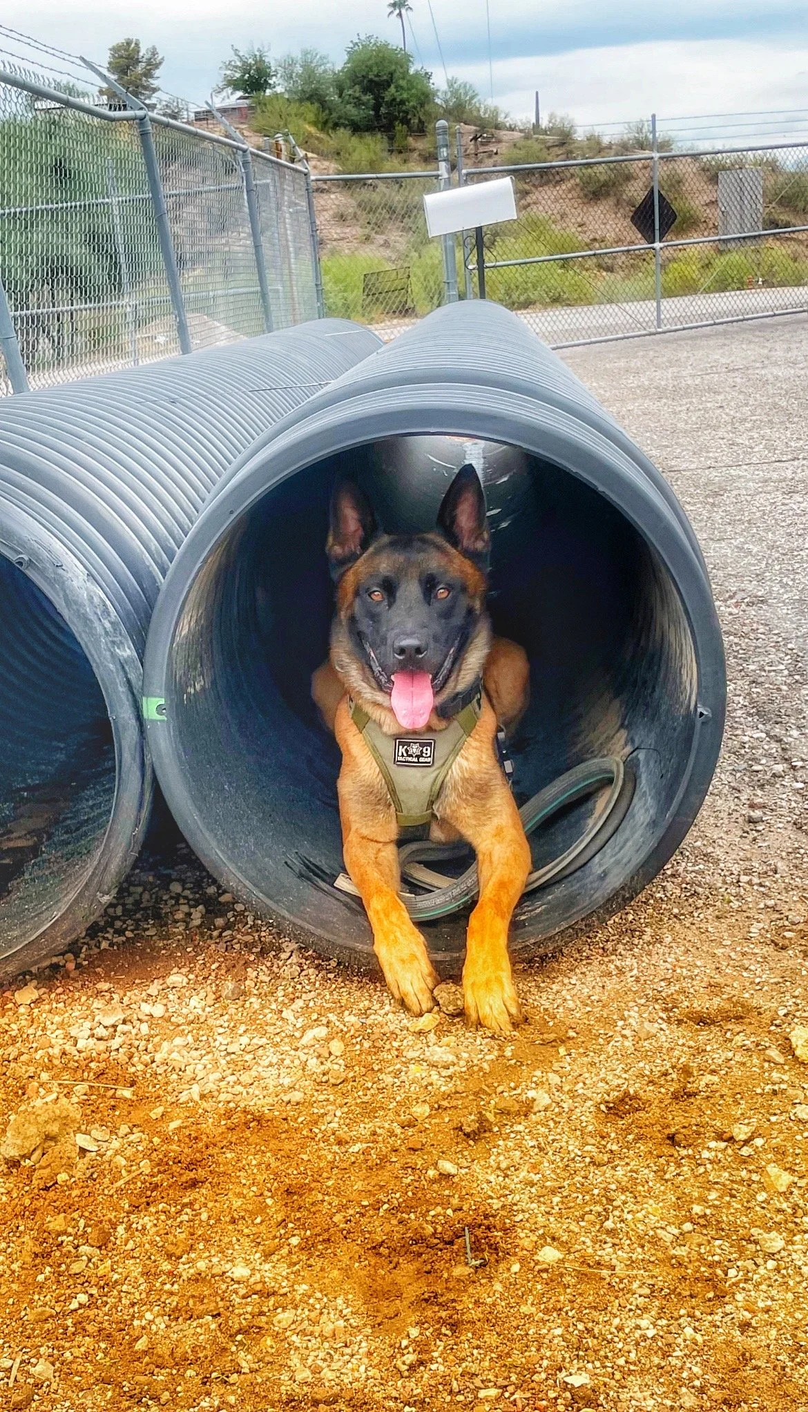 A police attack dog is lying inside a large corrugated metal pipe, panting with its tongue out, wearing a harness, on a gravel surface with a chain-link fence in the background.