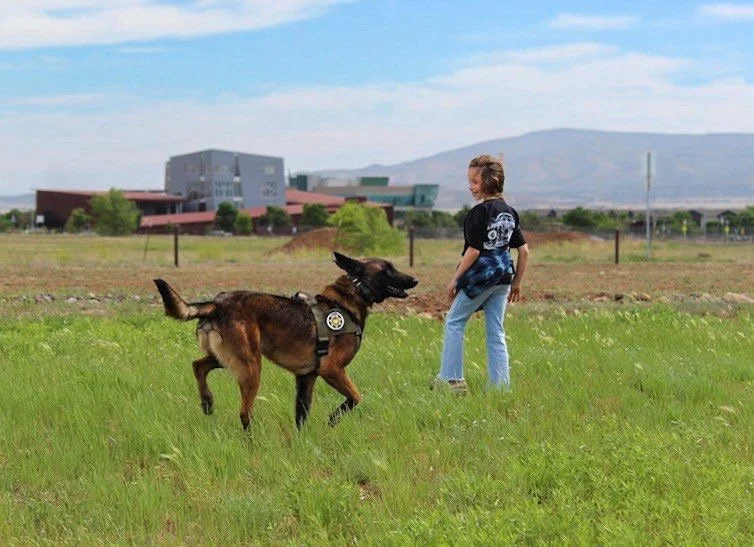A young girl playing fetch with a Belgian Malinois dog in a grassy field under a blue sky.
