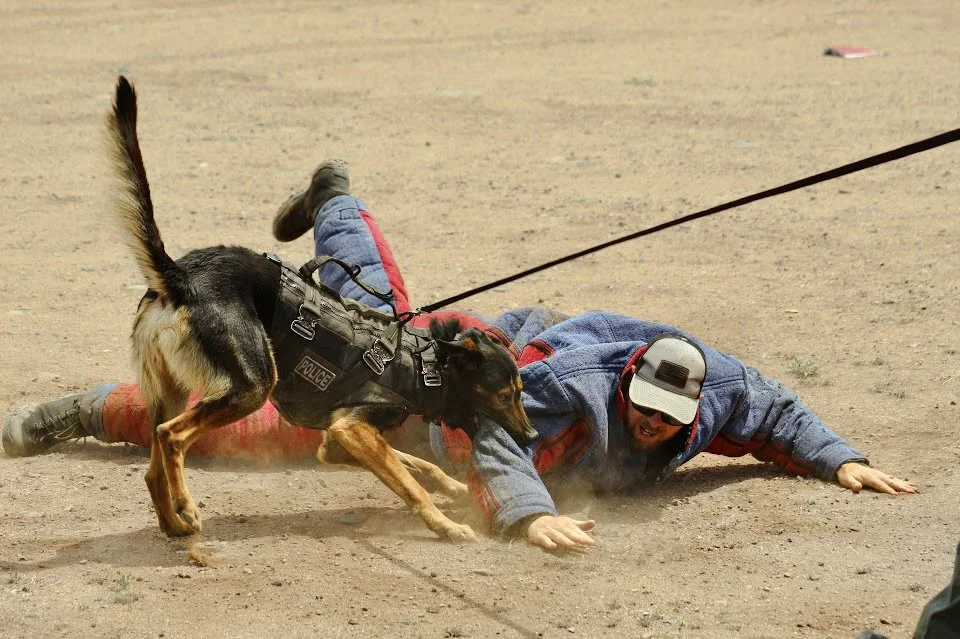 Dog pulling man down during a chase on dirt ground.