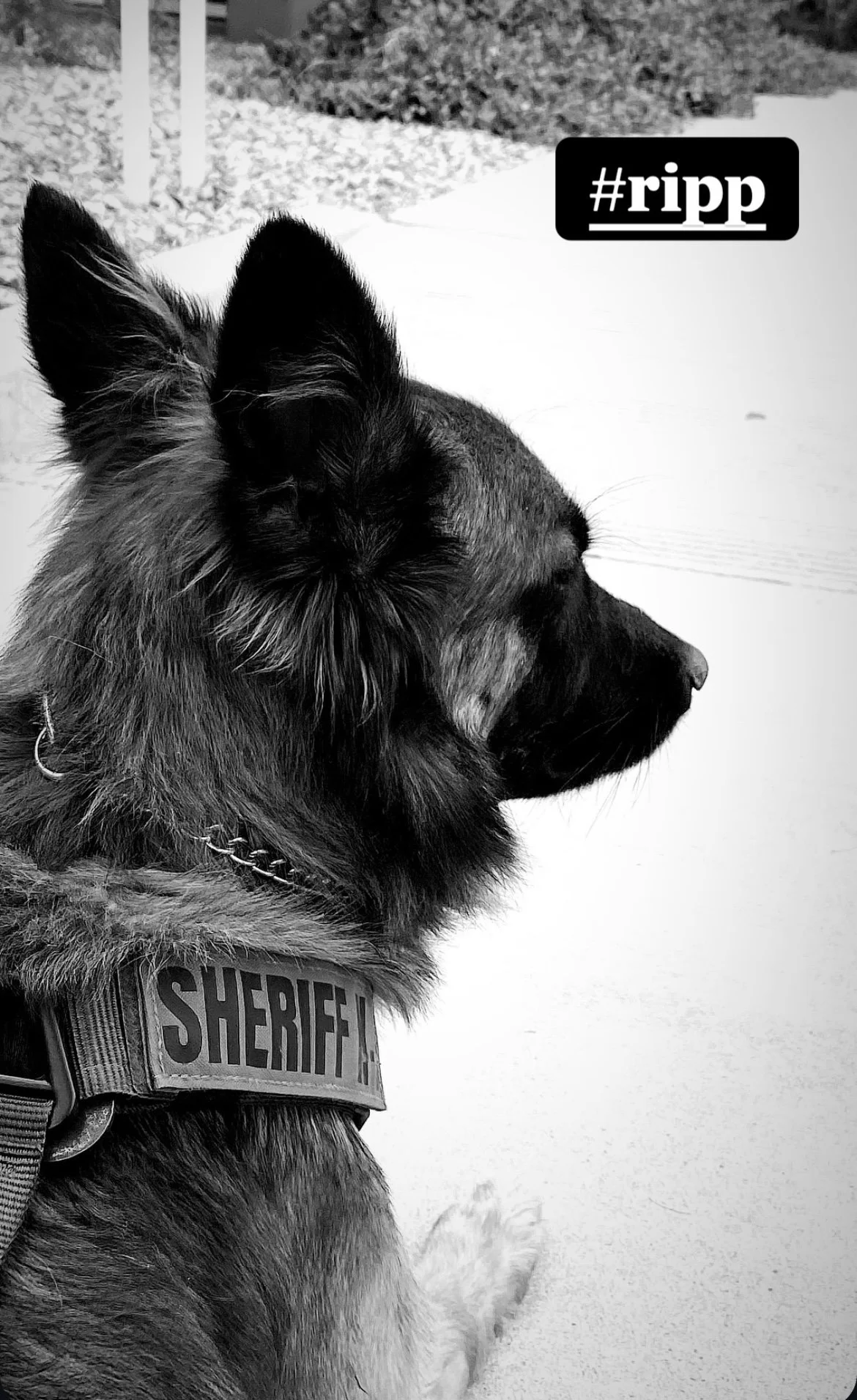 Black and tan police dog sitting outdoors with a sheriff's badge visible on its vest, looking to the right, in black and white.