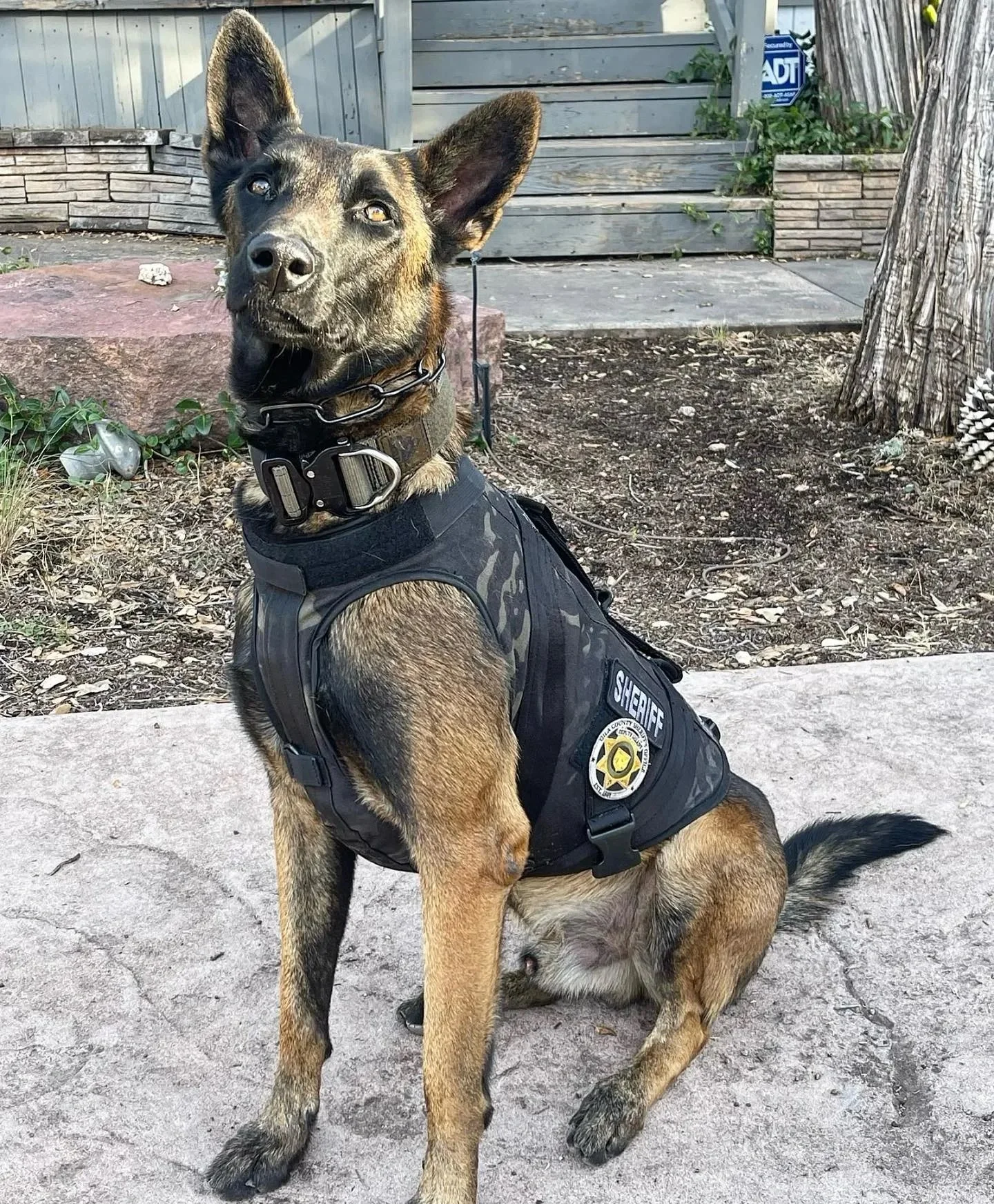 A police or sheriff's K9 dog sitting on a sidewalk with a handler off-camera. The dog is wearing a black vest with the Sheriff badge on it and has a collar. The background includes a wooden fence, stairs, and some plants.