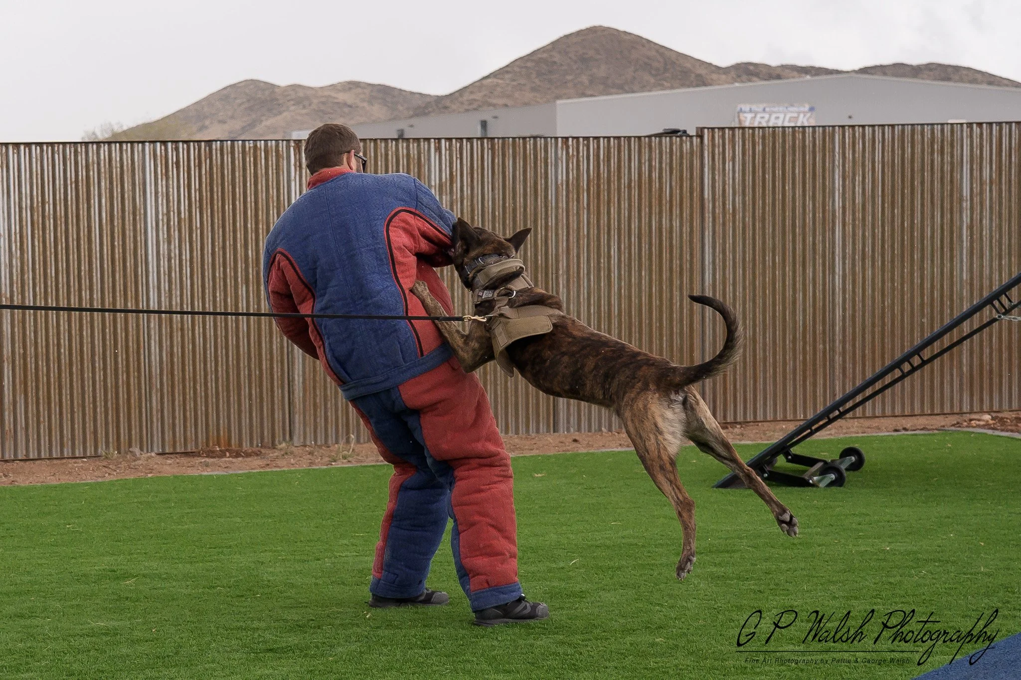 A man training a Belgian Malinois dog in an outdoor area, with man wearing protective padded suit, dog leaping at man, fence and hills in background.