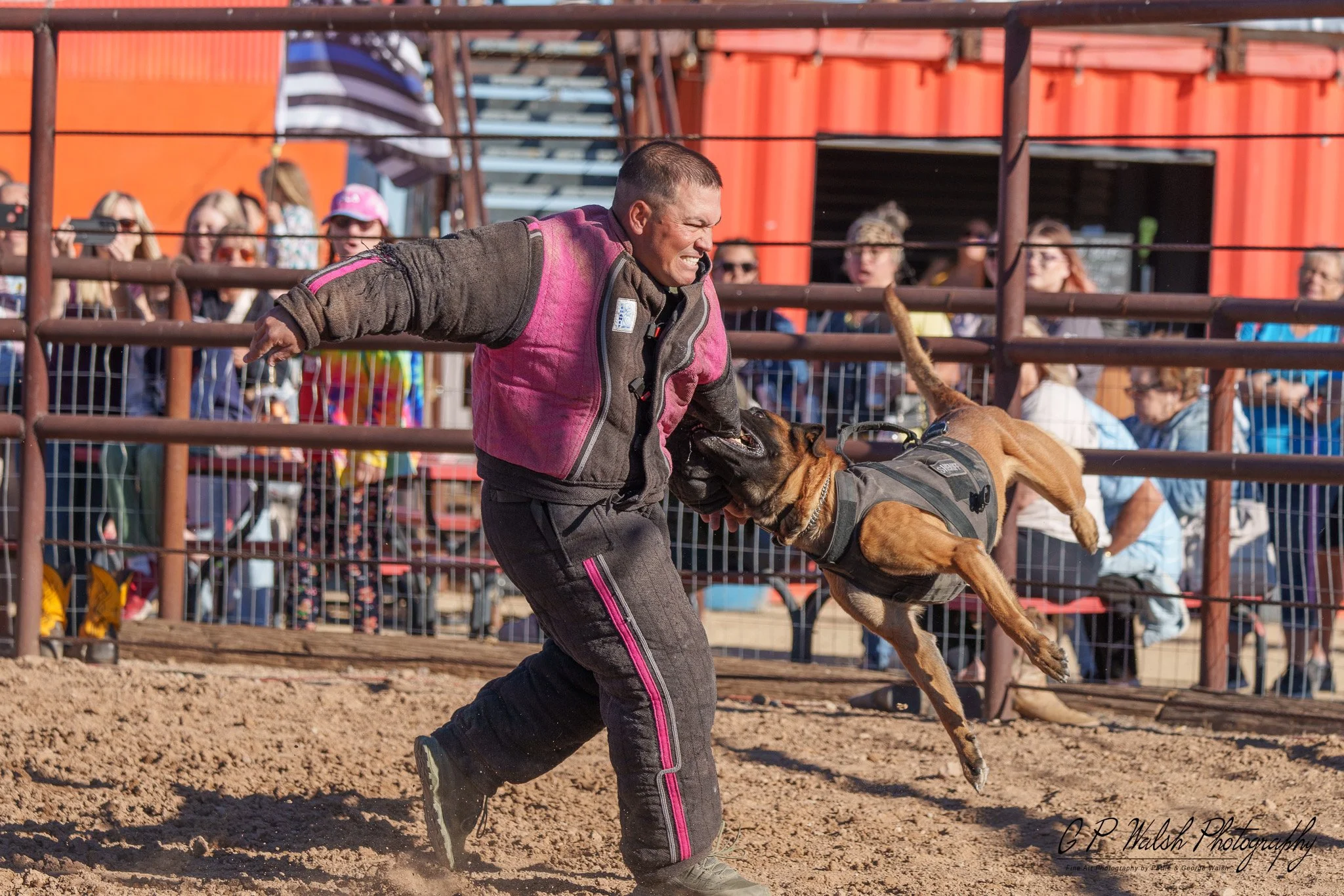 A man in a pink and gray protective suit is holding a brown dog with a harness, wrestling or playing in a dirt arena with an audience watching behind a fence.