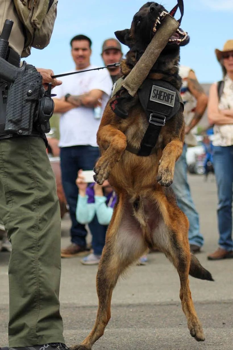 K-9 police dog with a sheriff's vest jumping to grab a stick in its mouth, held by a handler, in front of a crowd of onlookers.