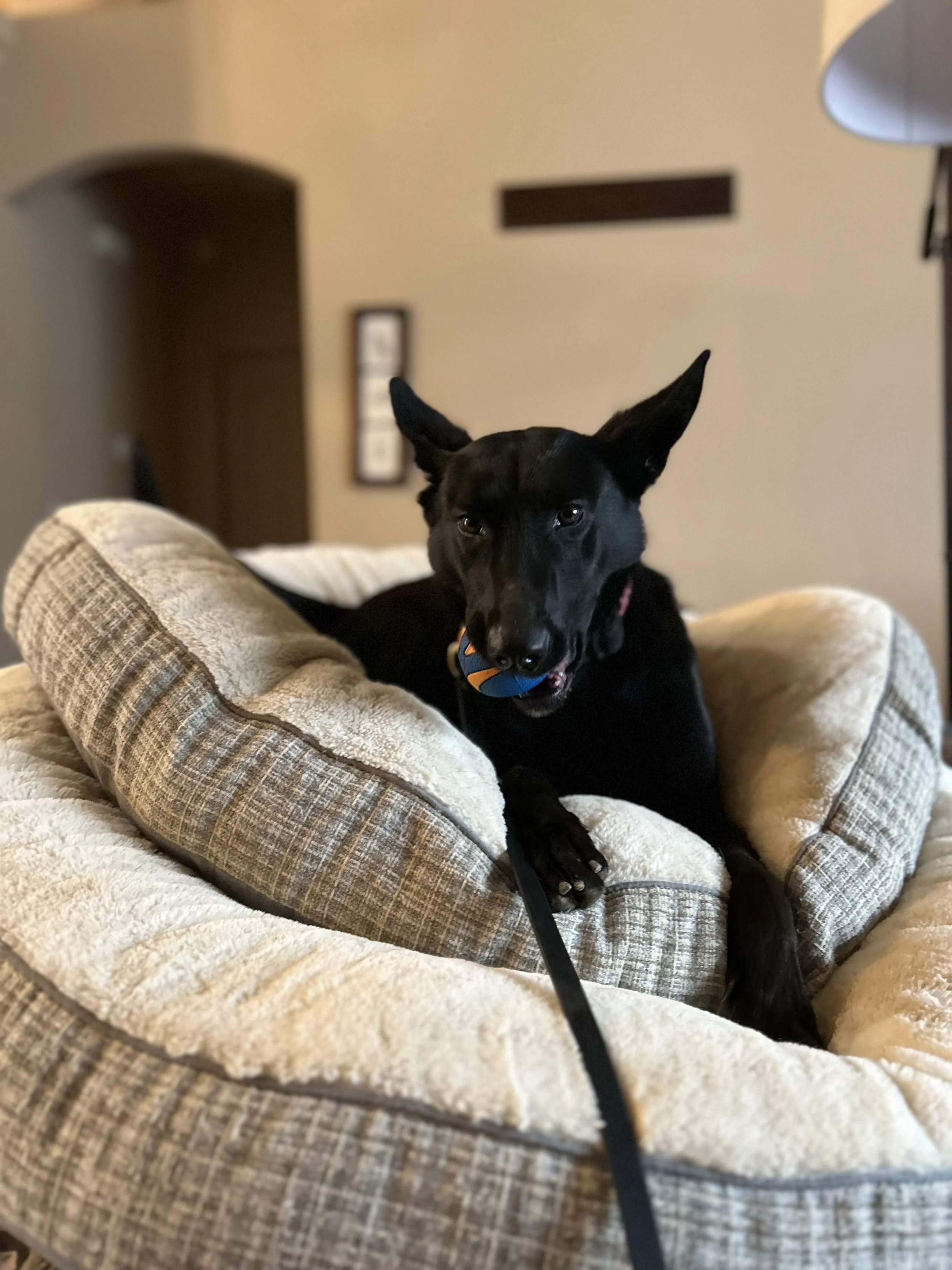 A black dog with pointy ears and a colorful ball in its mouth sitting on a beige and brown checkered couch.