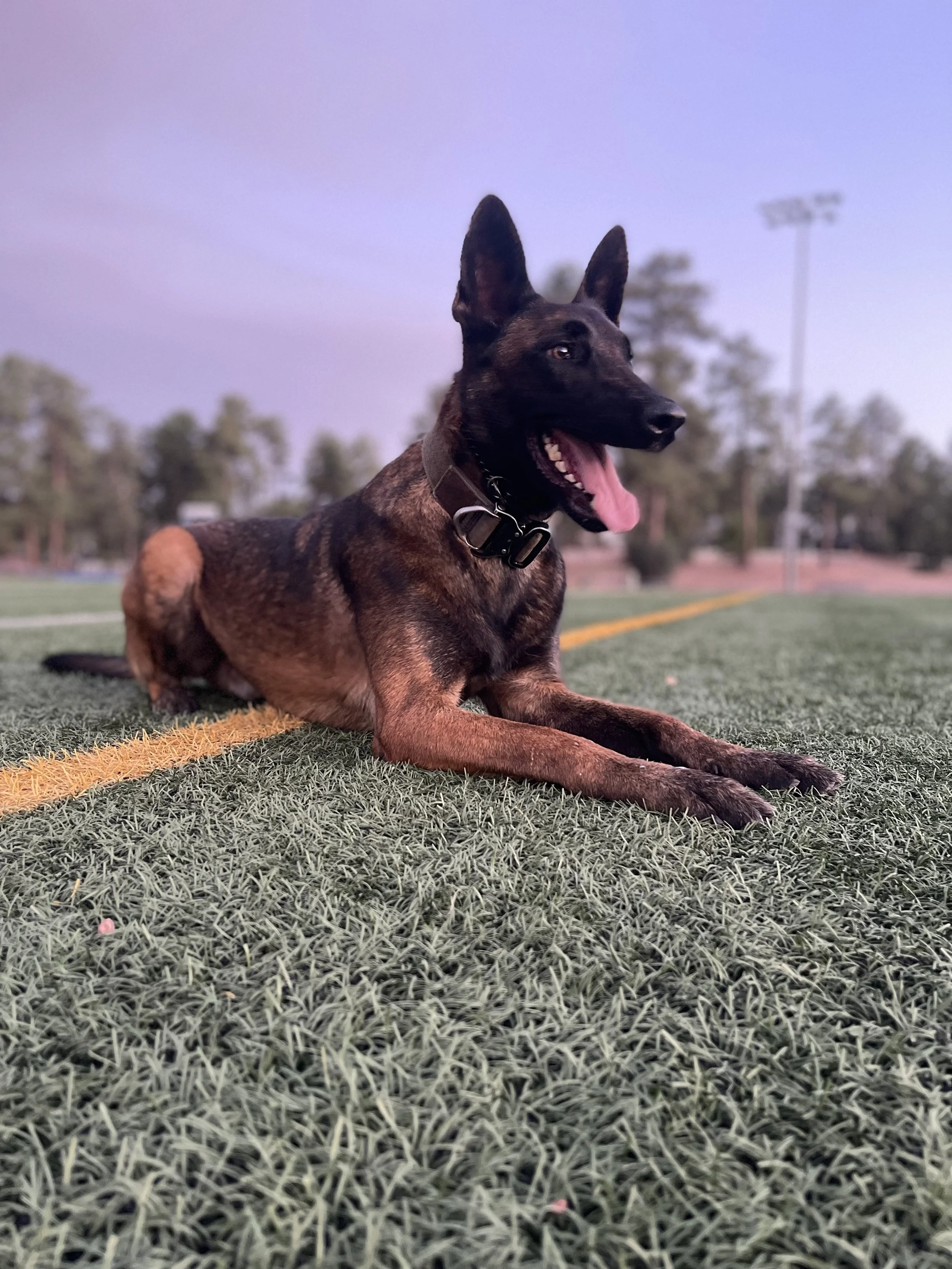 A Belgian Malinois dog sitting on a sports field with green turf, yellow lines, and stadium lights in the background during sunset or dusk.