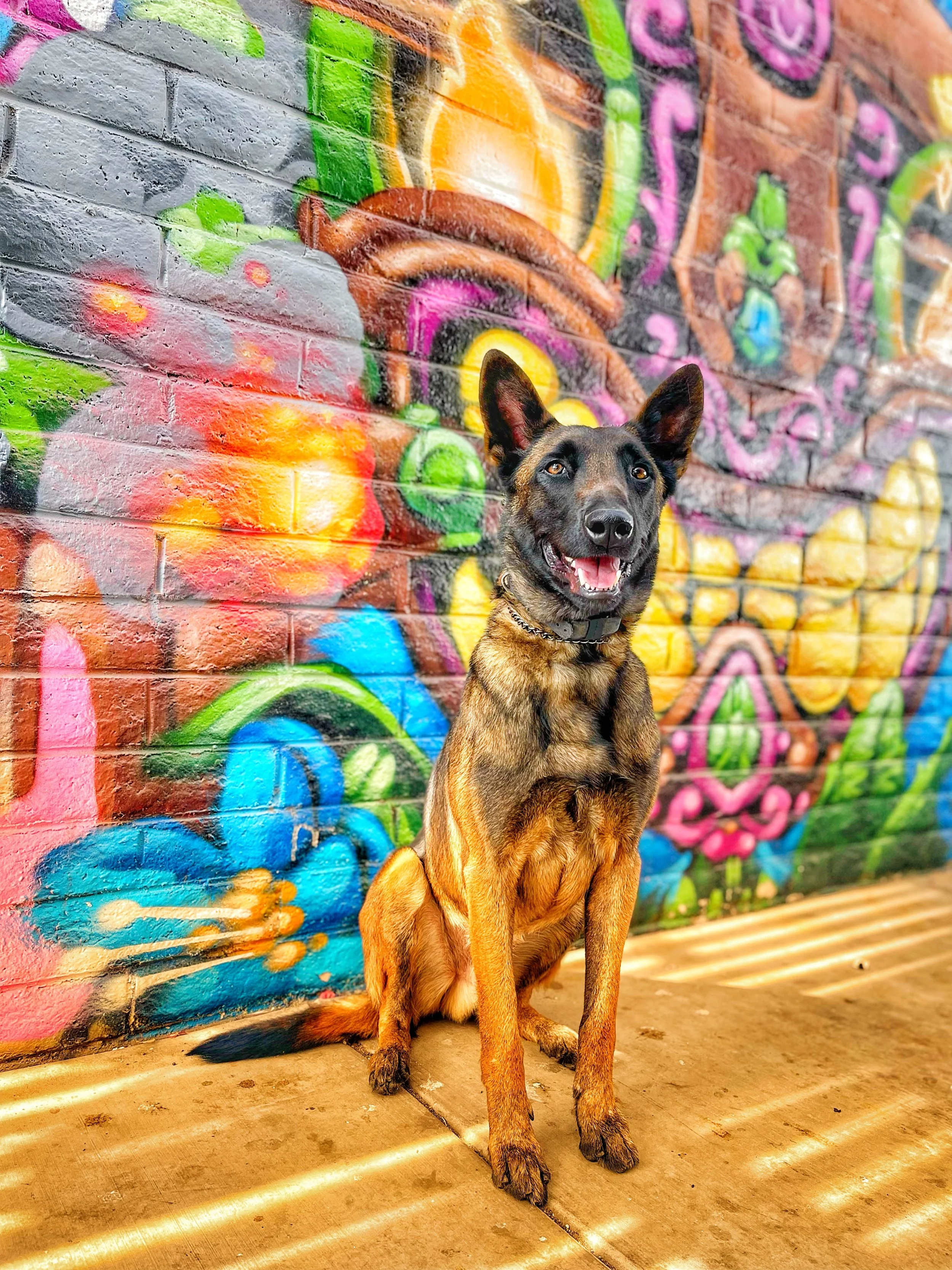 A dog with a black face and tan body sitting in front of a colorful graffiti mural on a brick wall.