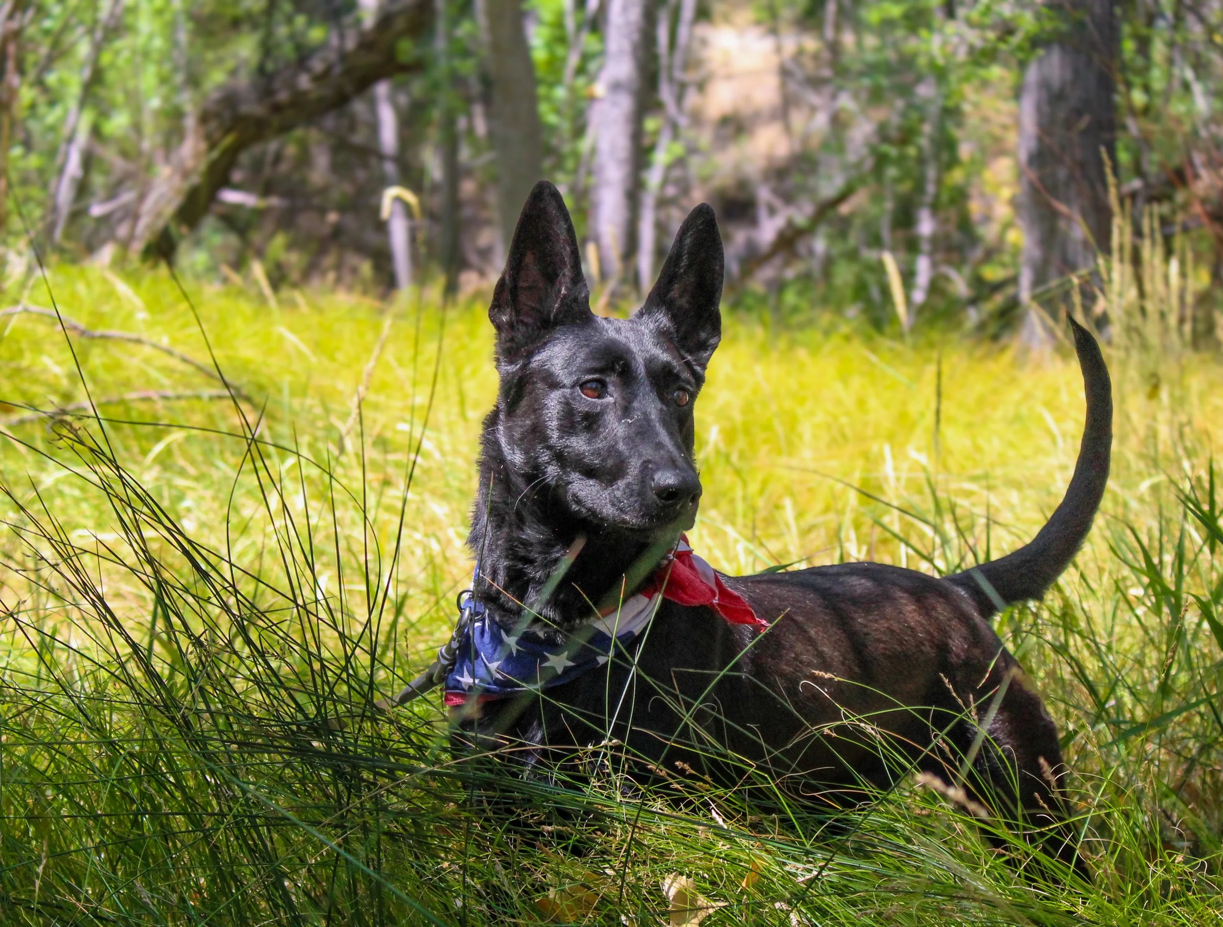 A black dog with pointed ears and a red, white, and blue bandana lying in tall grass in a wooded area.