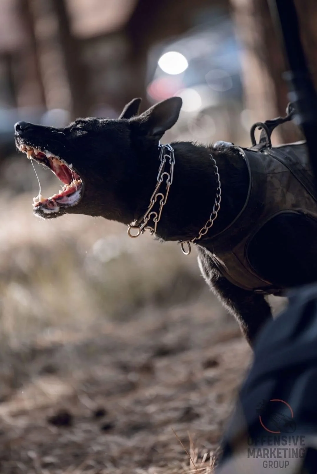 Black dog with a chain collar and harness, barking or yawning outdoors on a dirt path.