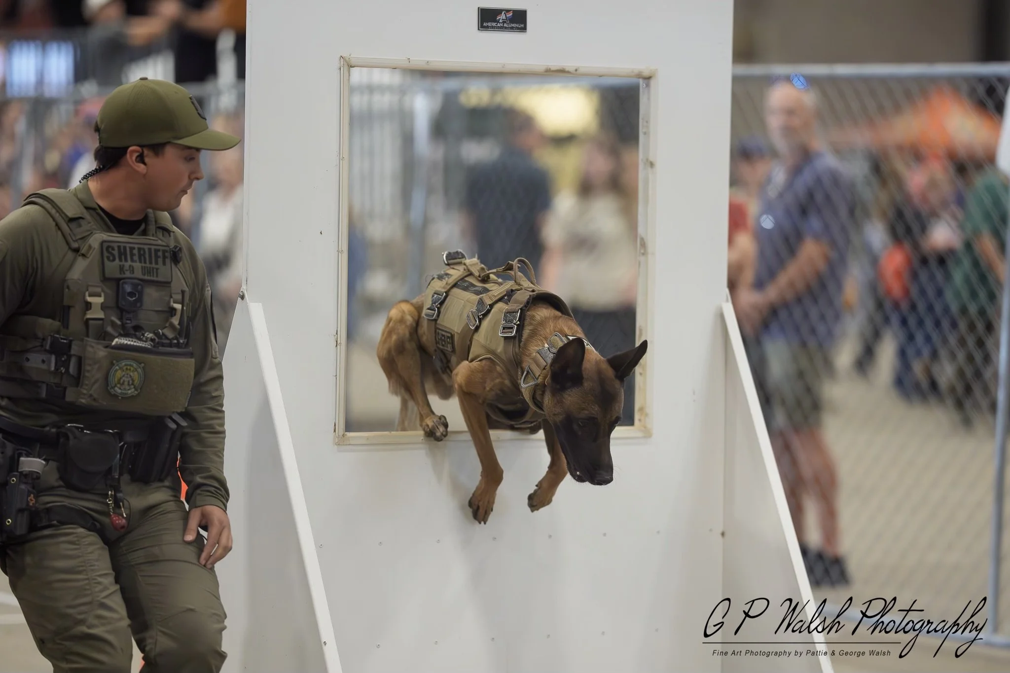 A sheriff's deputy in uniform observes a Belgian Malinois police dog jumping through a windowed obstacle during a training or demonstration event at a public venue. There are spectators in the background and a sign that reads American Allumah.