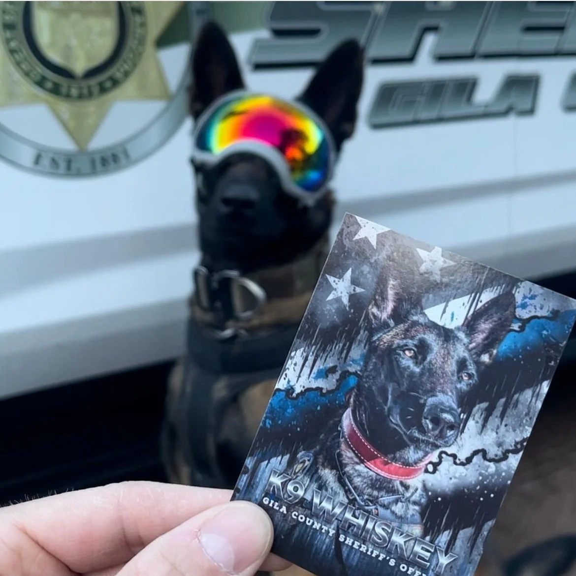 A person holds a card featuring a police dog with a dark background, stars, and blue accents. In the background, there is a police vehicle with a police badge and the police dog wearing rainbow-colored sunglasses.