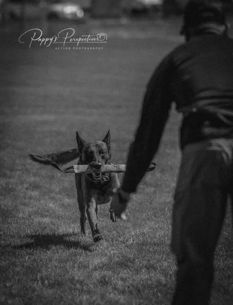 Dark-colored police dog chasing a stick in a field, with a police officer reaching out to it.