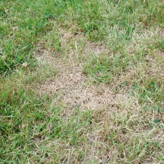 Before photo of a stressed St. Augustine lawn prior to LawnSolver lawn restoration treatment in Jacksonville.