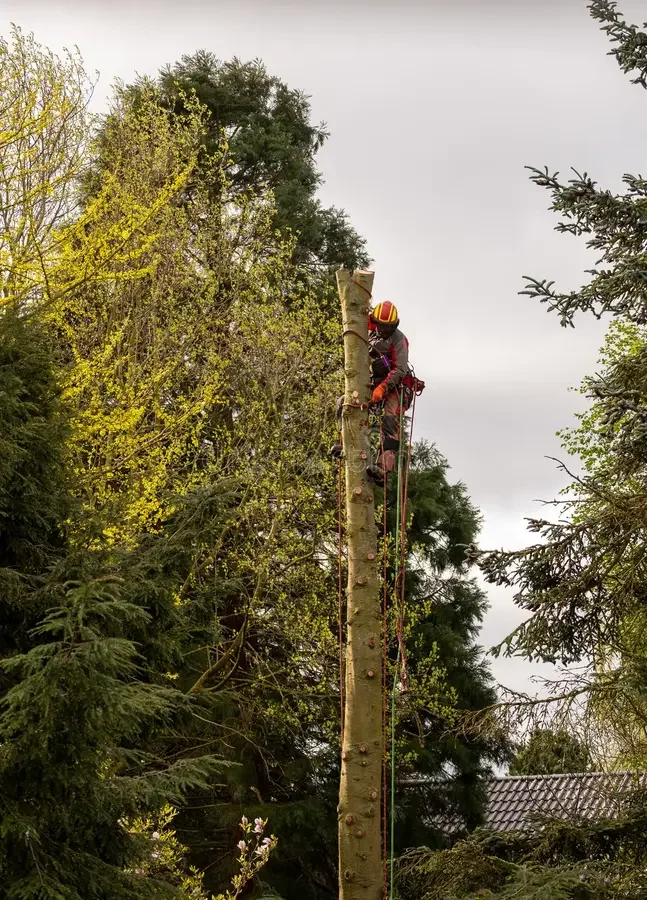 Professional tree trimming and tree removal services by LawnSolver in Jacksonville, Florida.