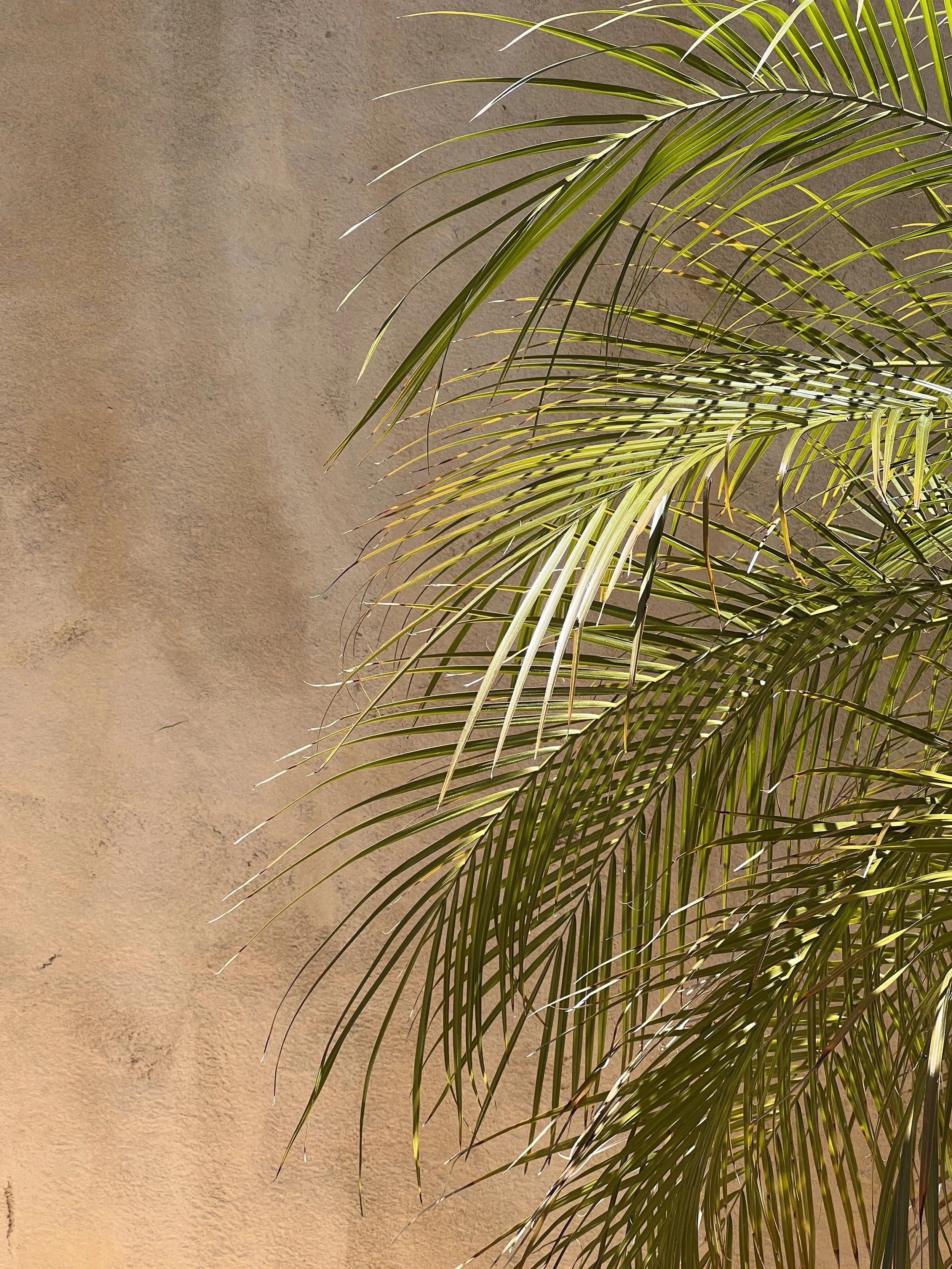 Close-up of green palm leaves against a textured tan wall.