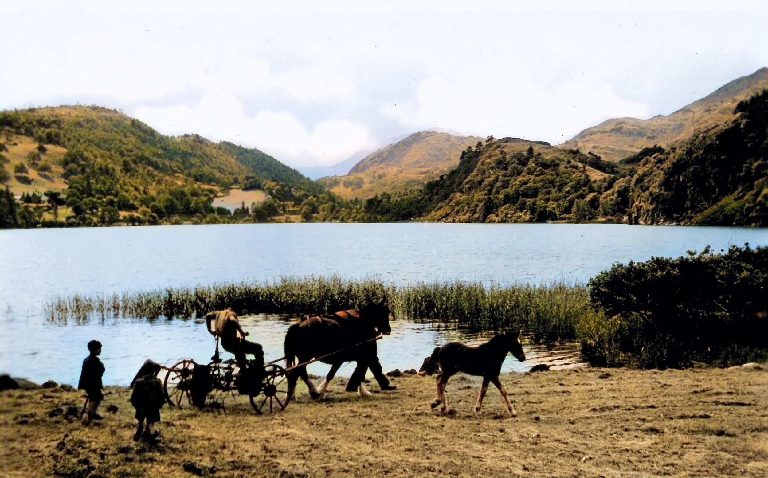 Haymaking by Llyn Gwynant, colourised image, 1950s. 