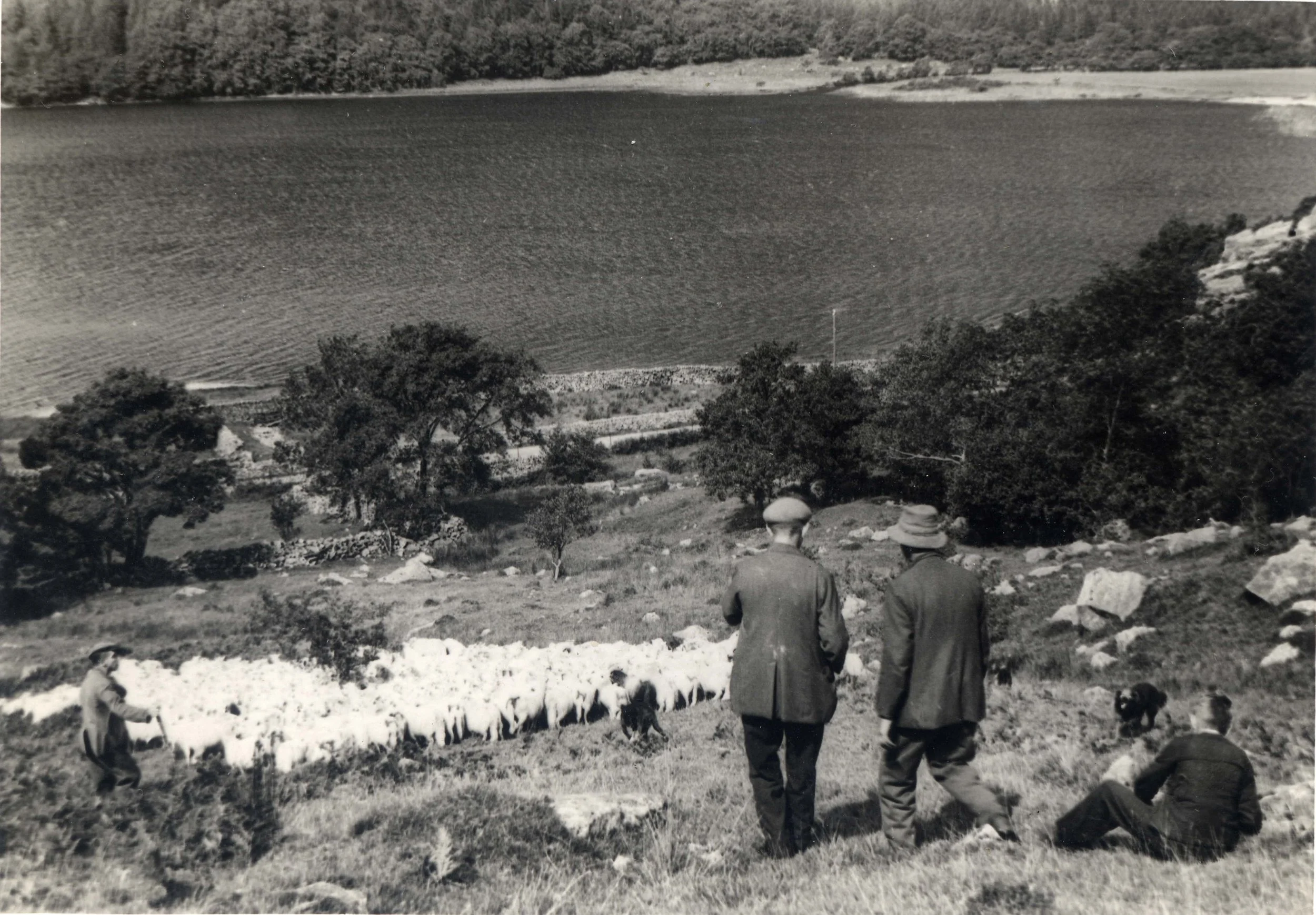 Mustering sheep in Hel Defaid, Hafod Lwyfog, above Llyn Gwynant, likely 1930s.