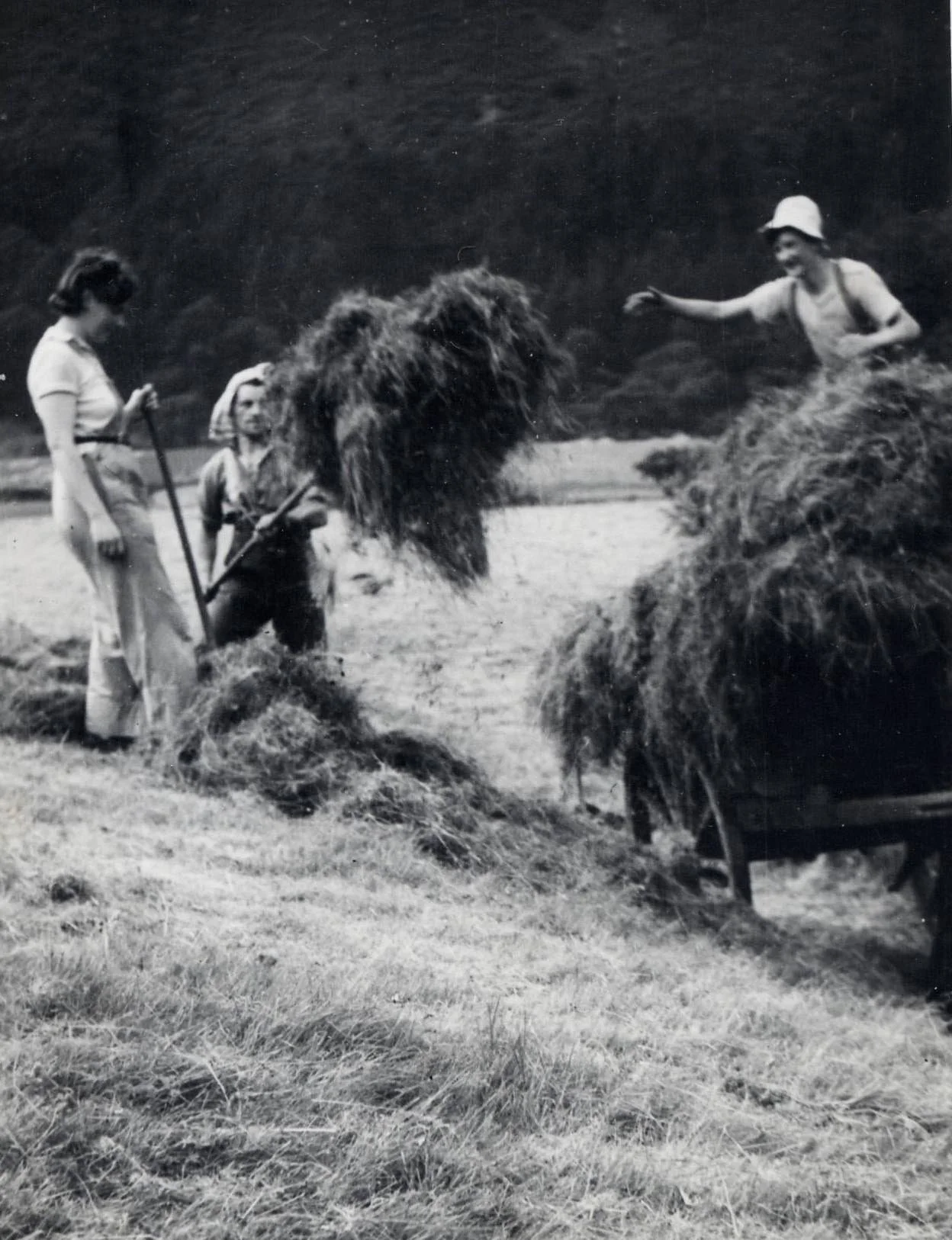Haymaking at Hafod Lwyfog on what are now the camping fields, 1940s.
