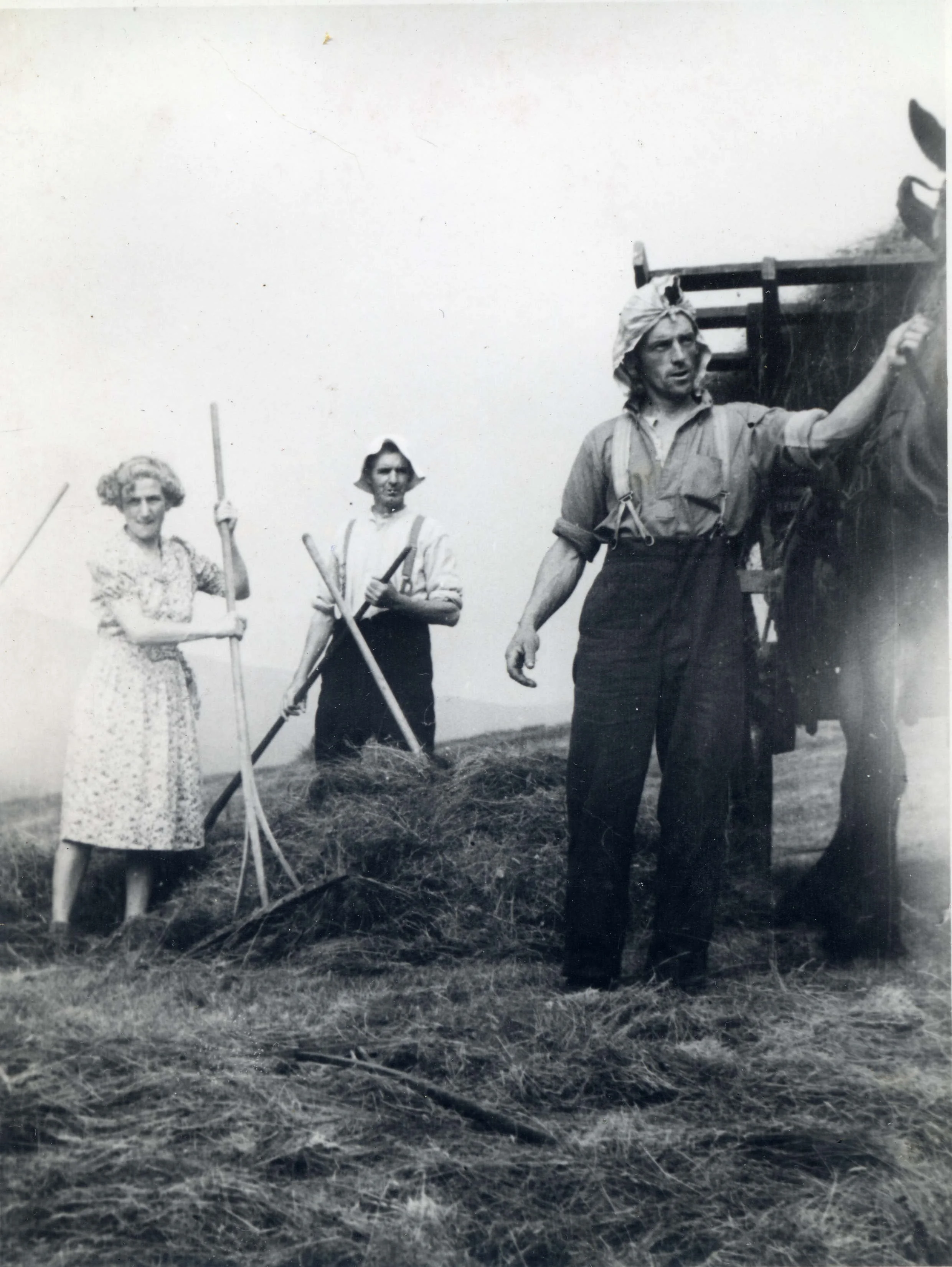 Haymaking at Hafod Lwyfog on what are now the camping fields, 1940s.
