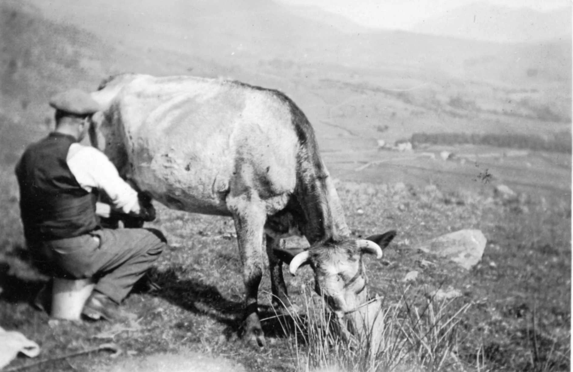 Local farmer milking a cow out in a field, 1930s or 1940s. 