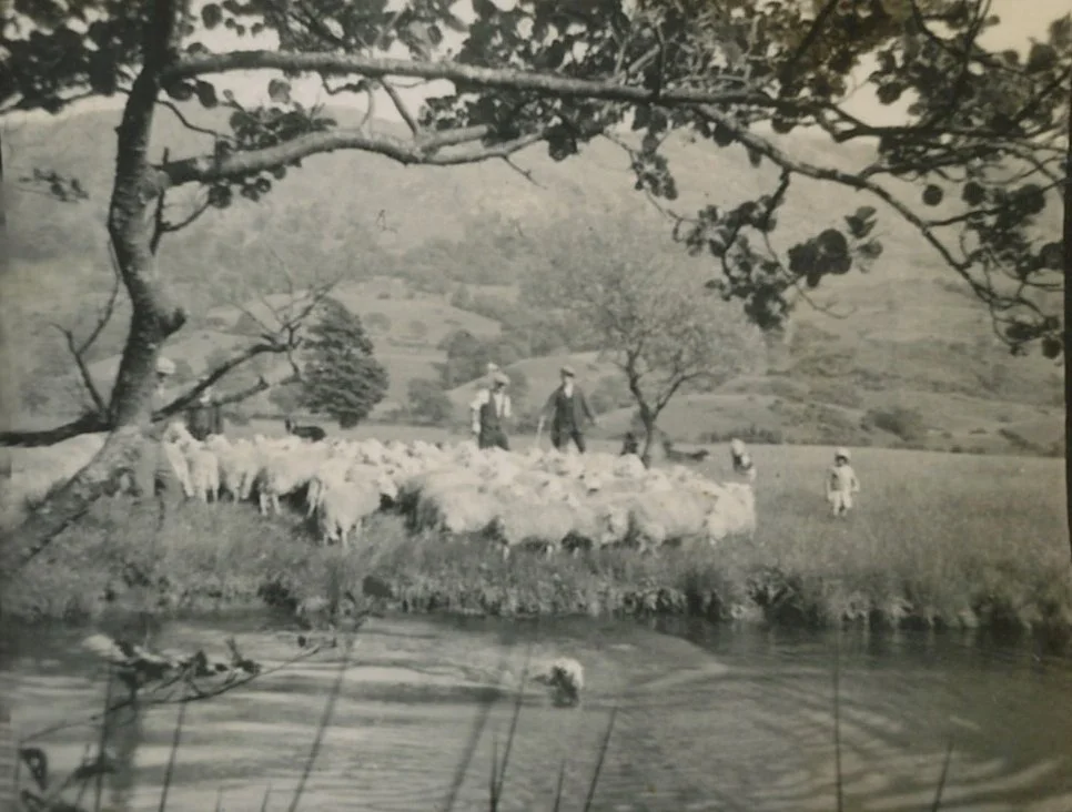 Washing sheep in the Afon Glaslyn river, which borders the camping fields, before shearing. 1940s. 