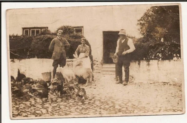 Working with sheep in the front yard of Hafod Lwyfog farmhouse, 1920s.