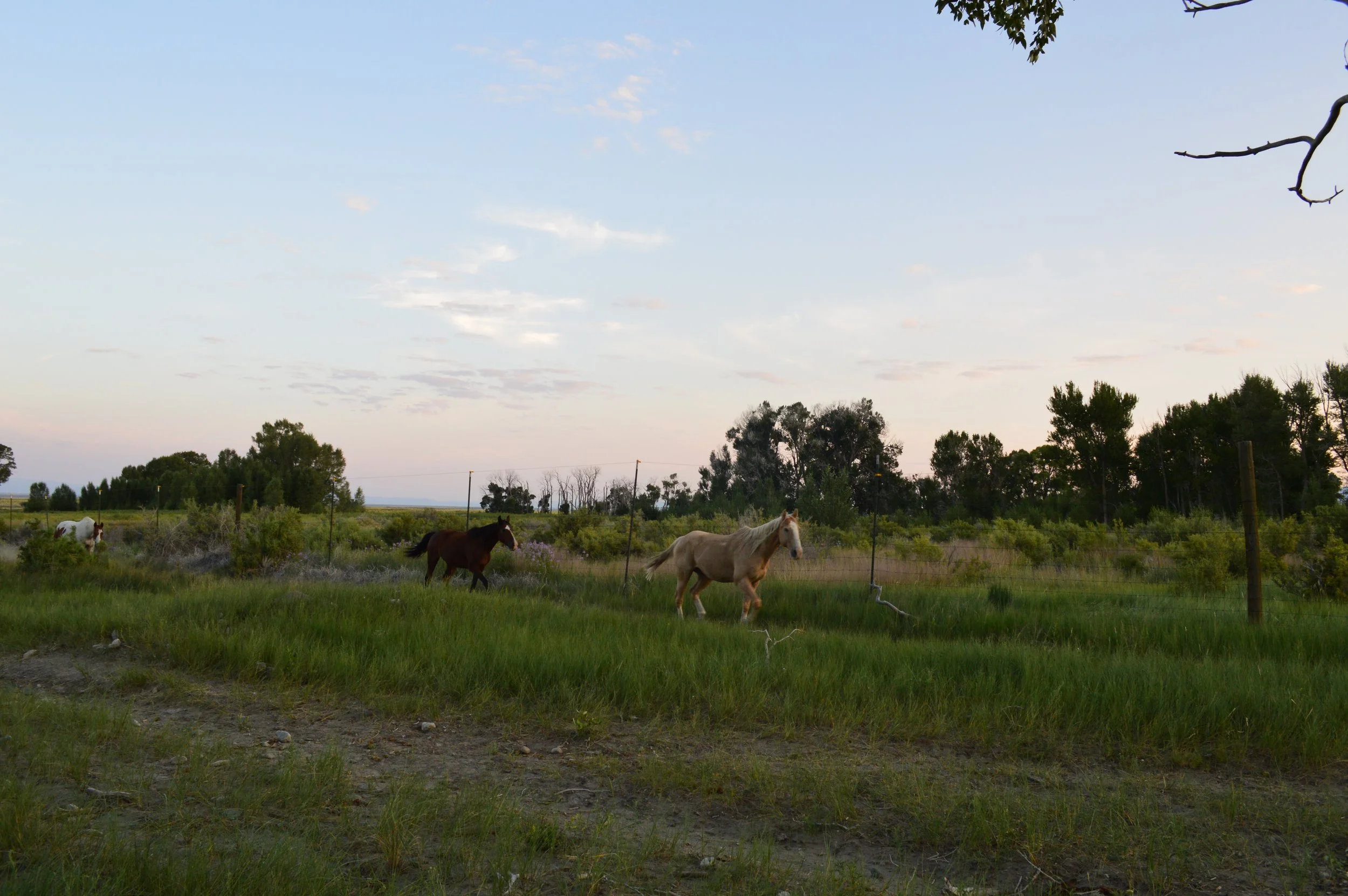 DSC_0330.JPG