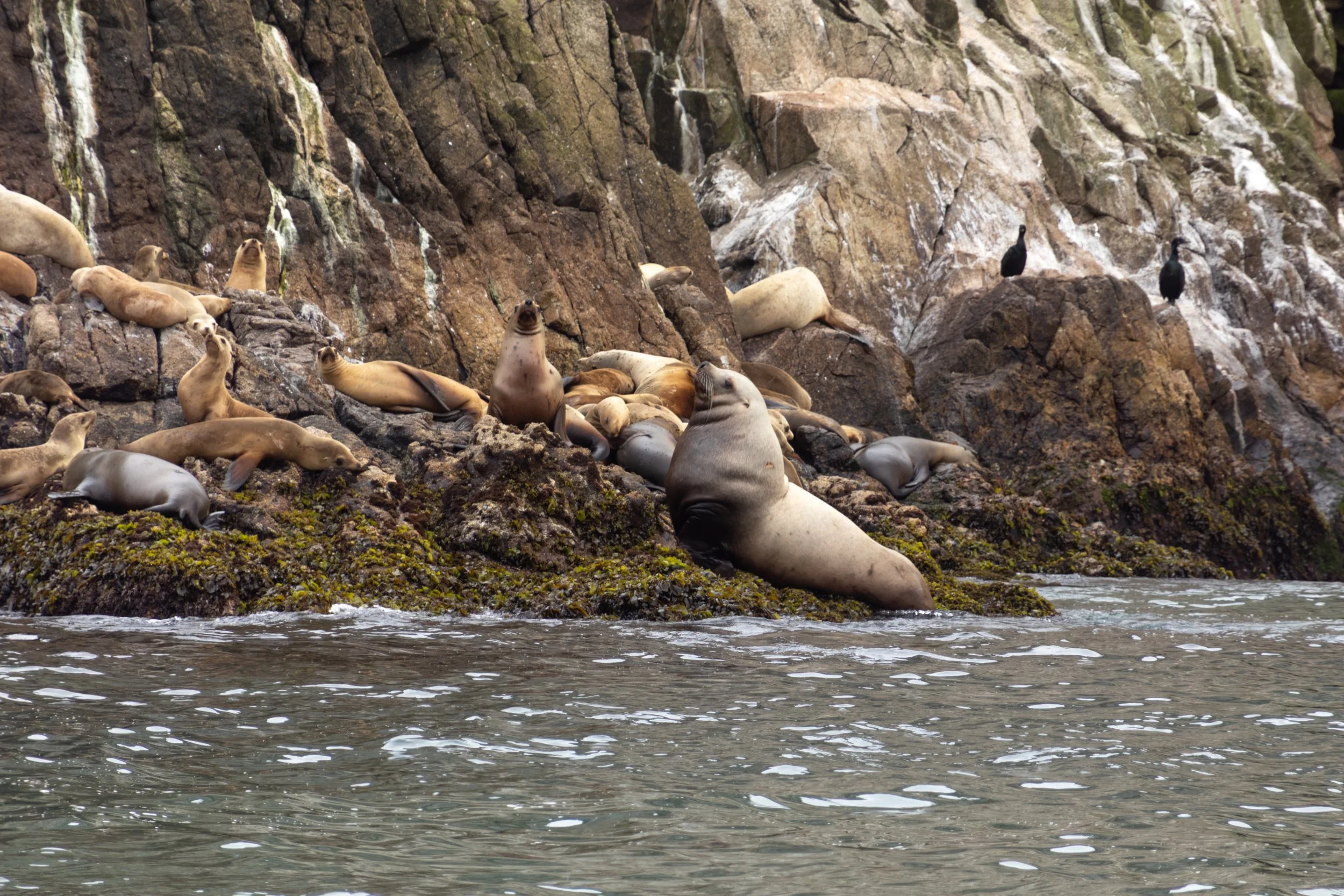 Farallon Islands