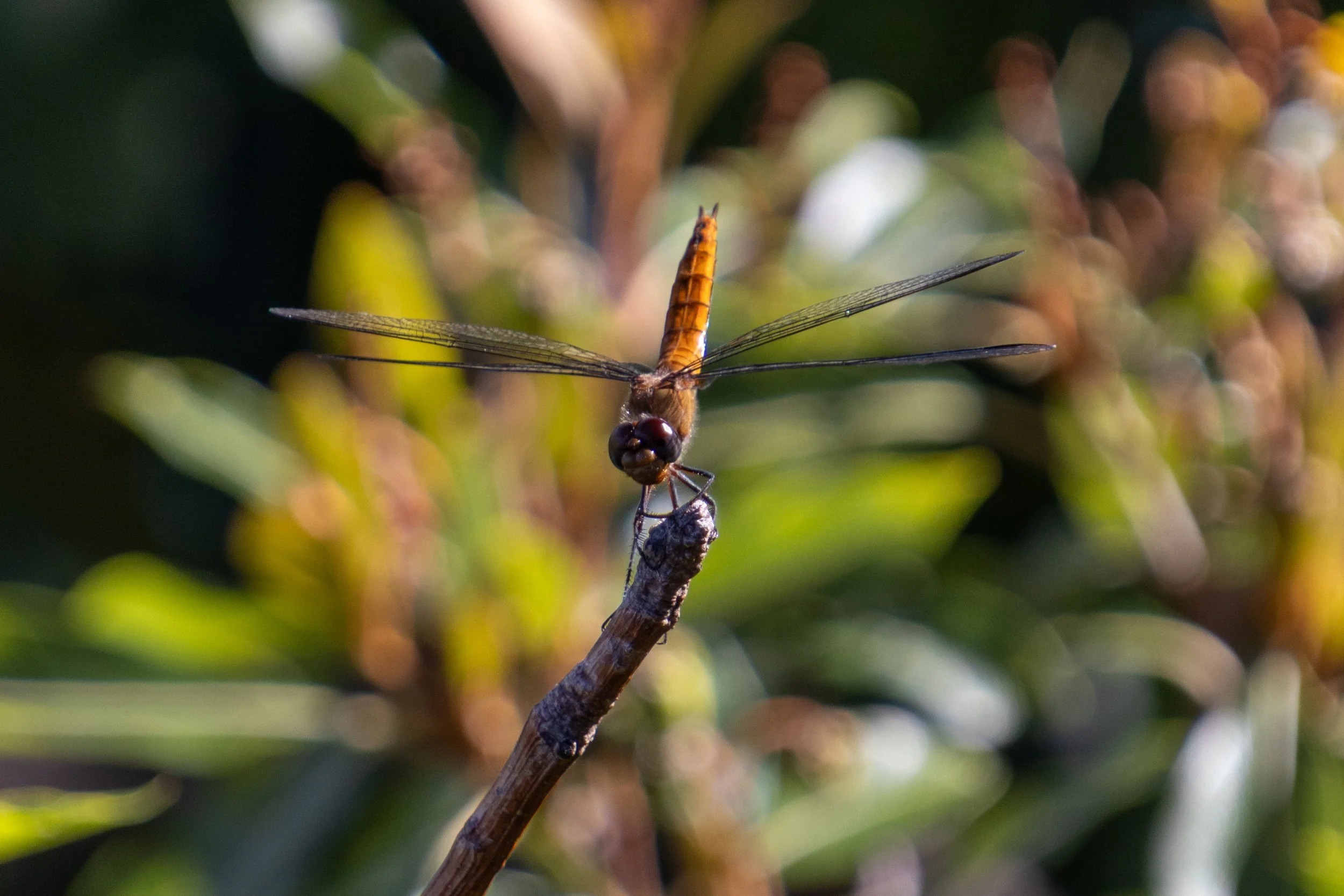 IMG_1702.jpeg