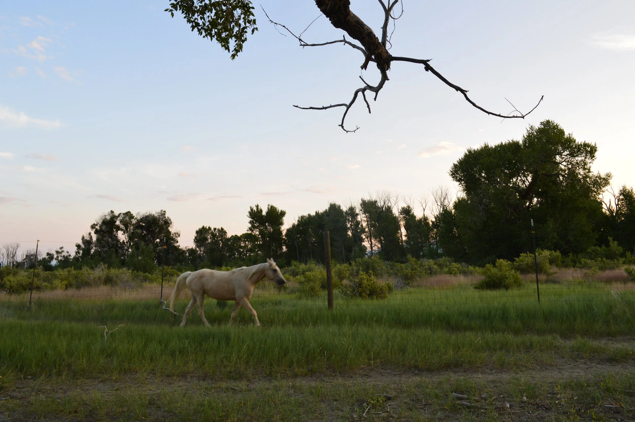 DSC_0331.JPG