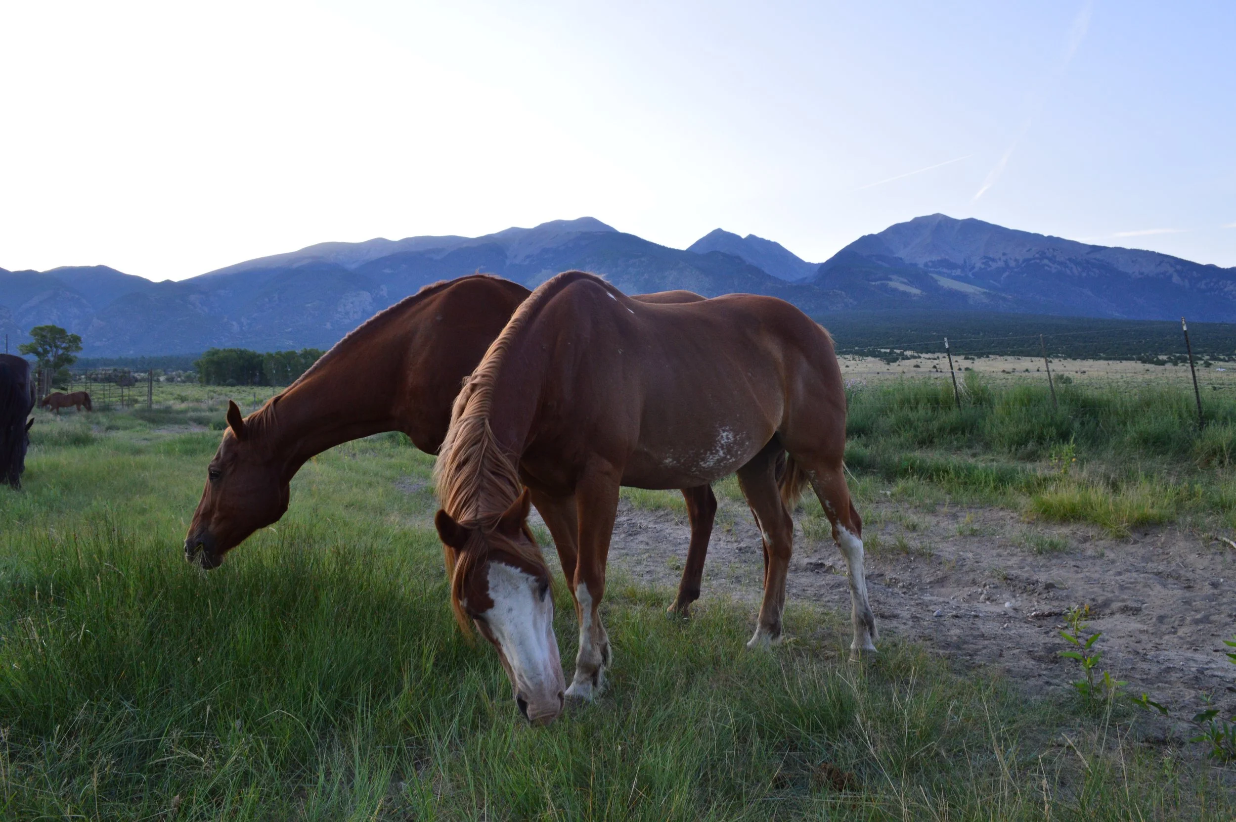 DSC_0348.JPG